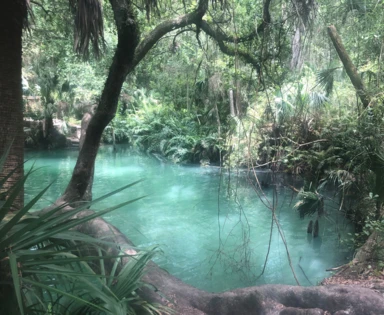 6 Springs to See on Your Central Florida Staycation