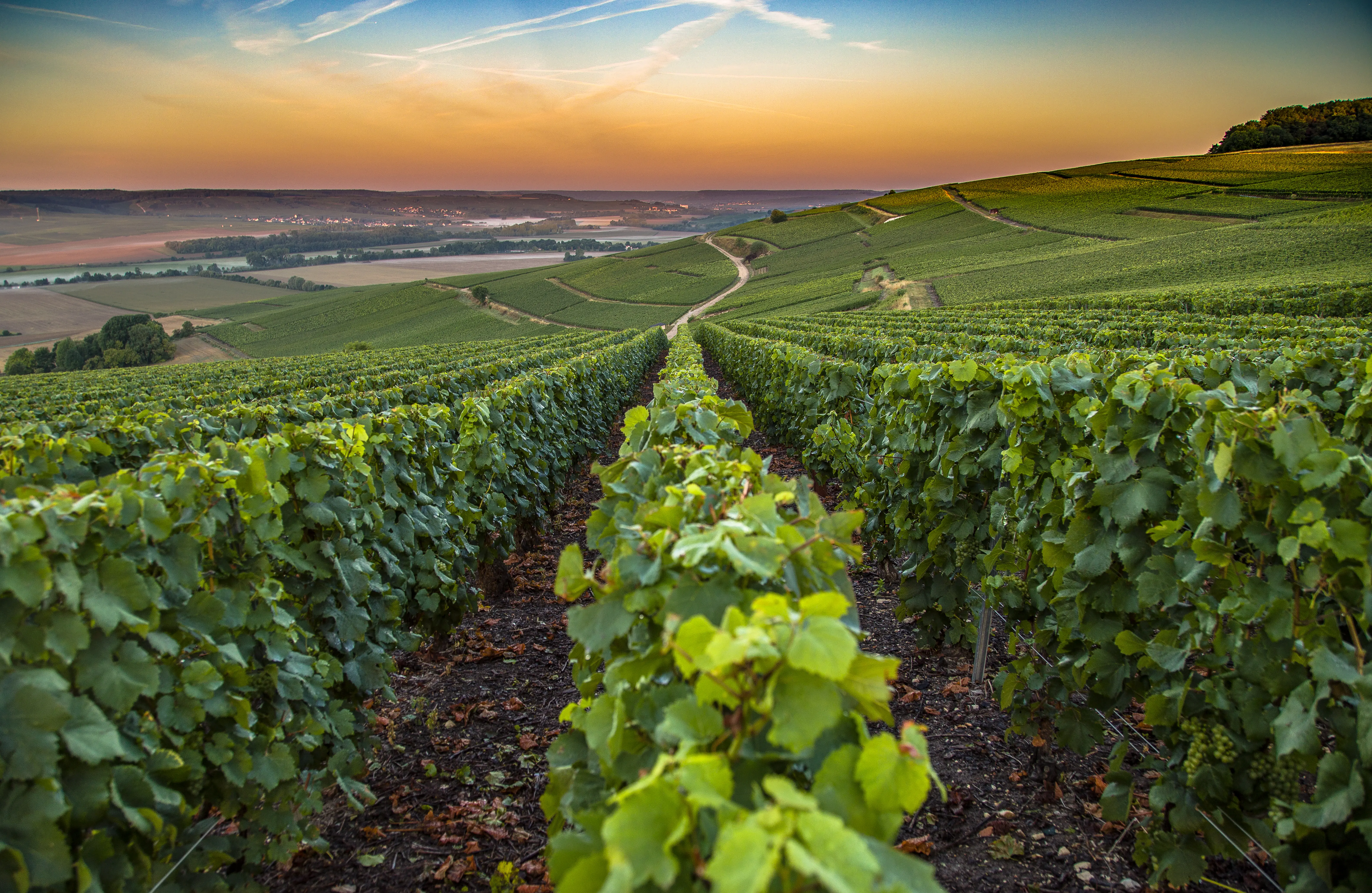 Sunrise view over vineyards in Champagne region, France