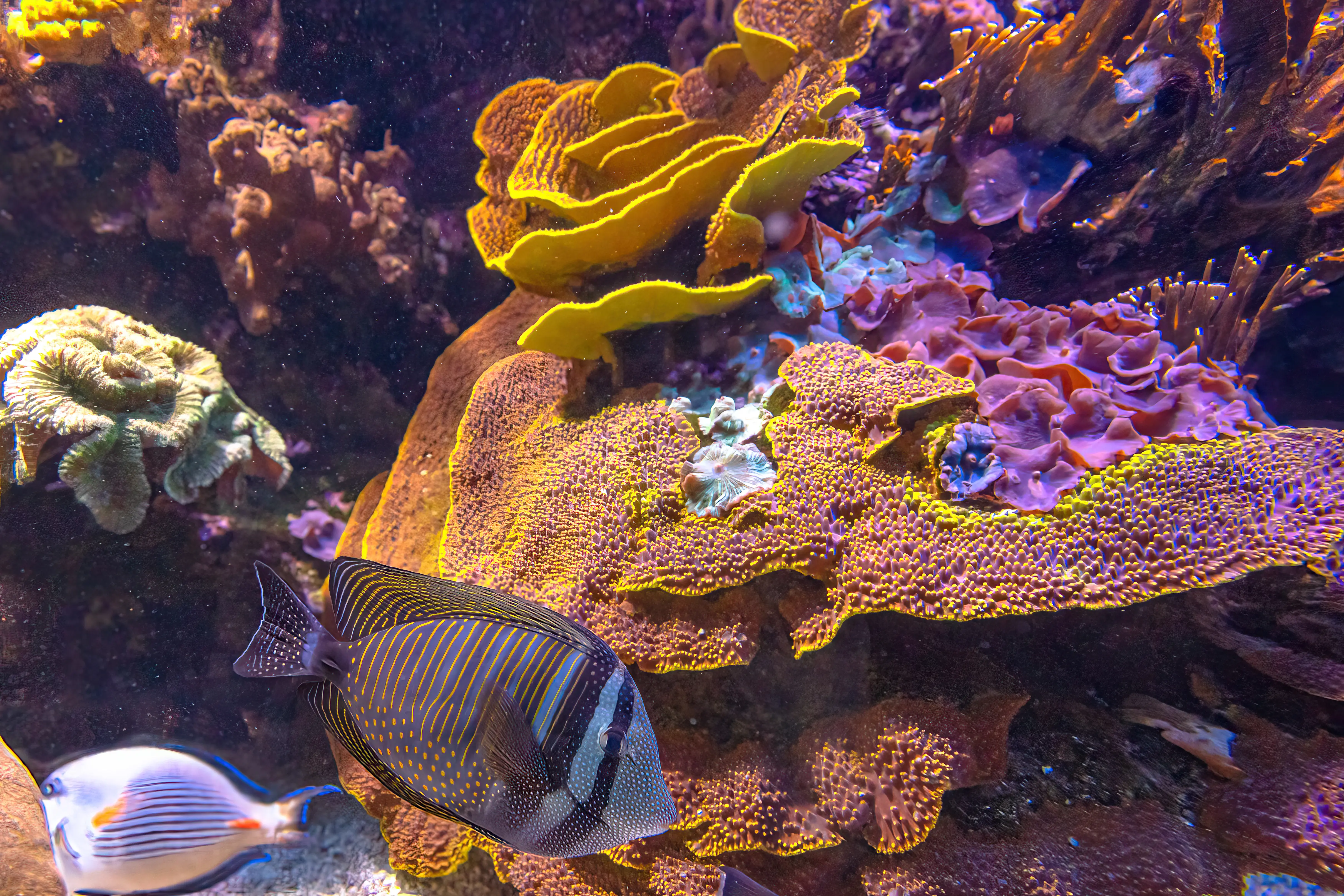 Red Sea sailfin tang or Desjardin's sailfin tang. of family Acanthuridae from Red Sea in Egypt. Zebrasoma desjardinii species living in Red Sea and Indian Ocean and South Africa as far east as India.