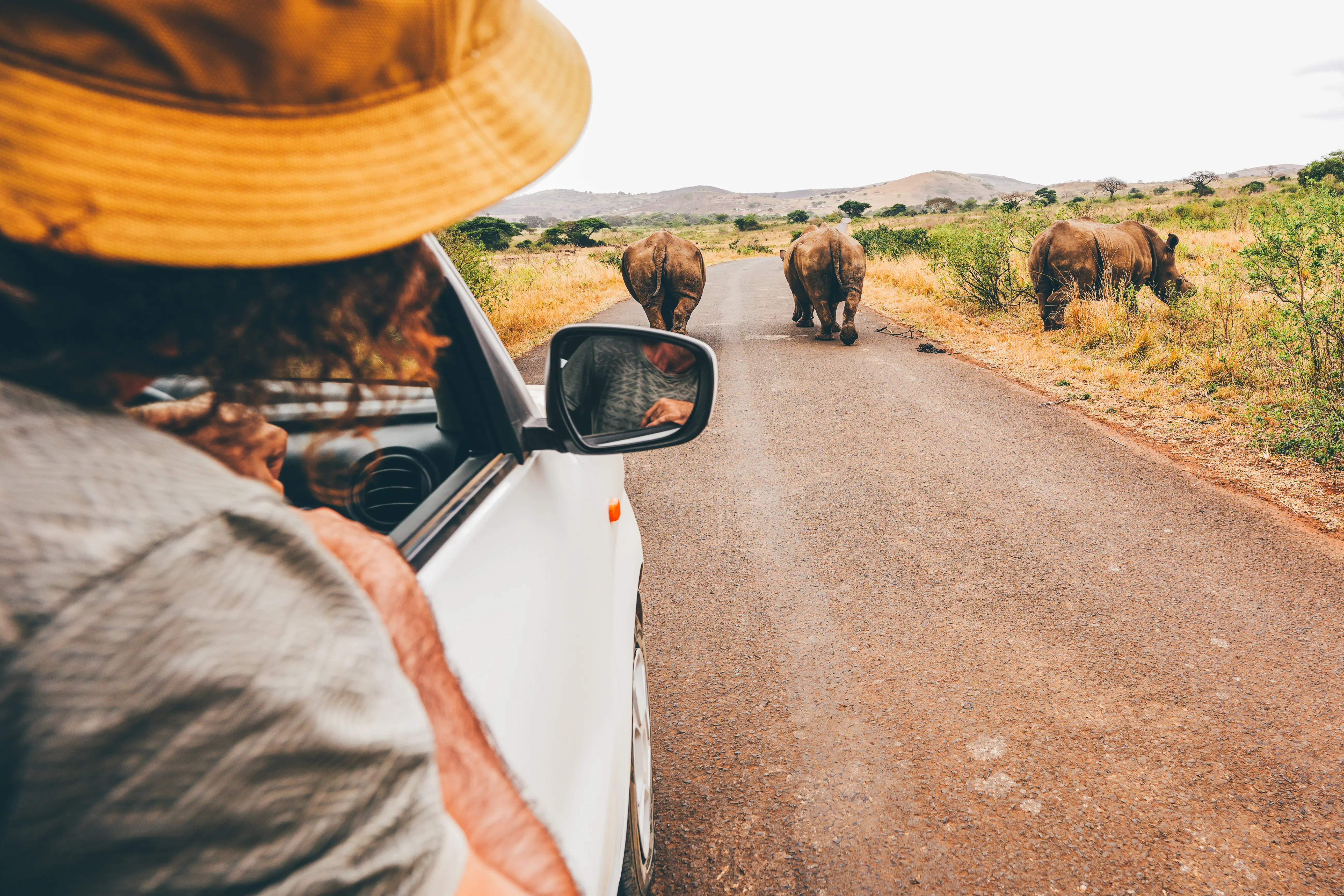 Image of a person admiring rhinos at a drive-thru safari.