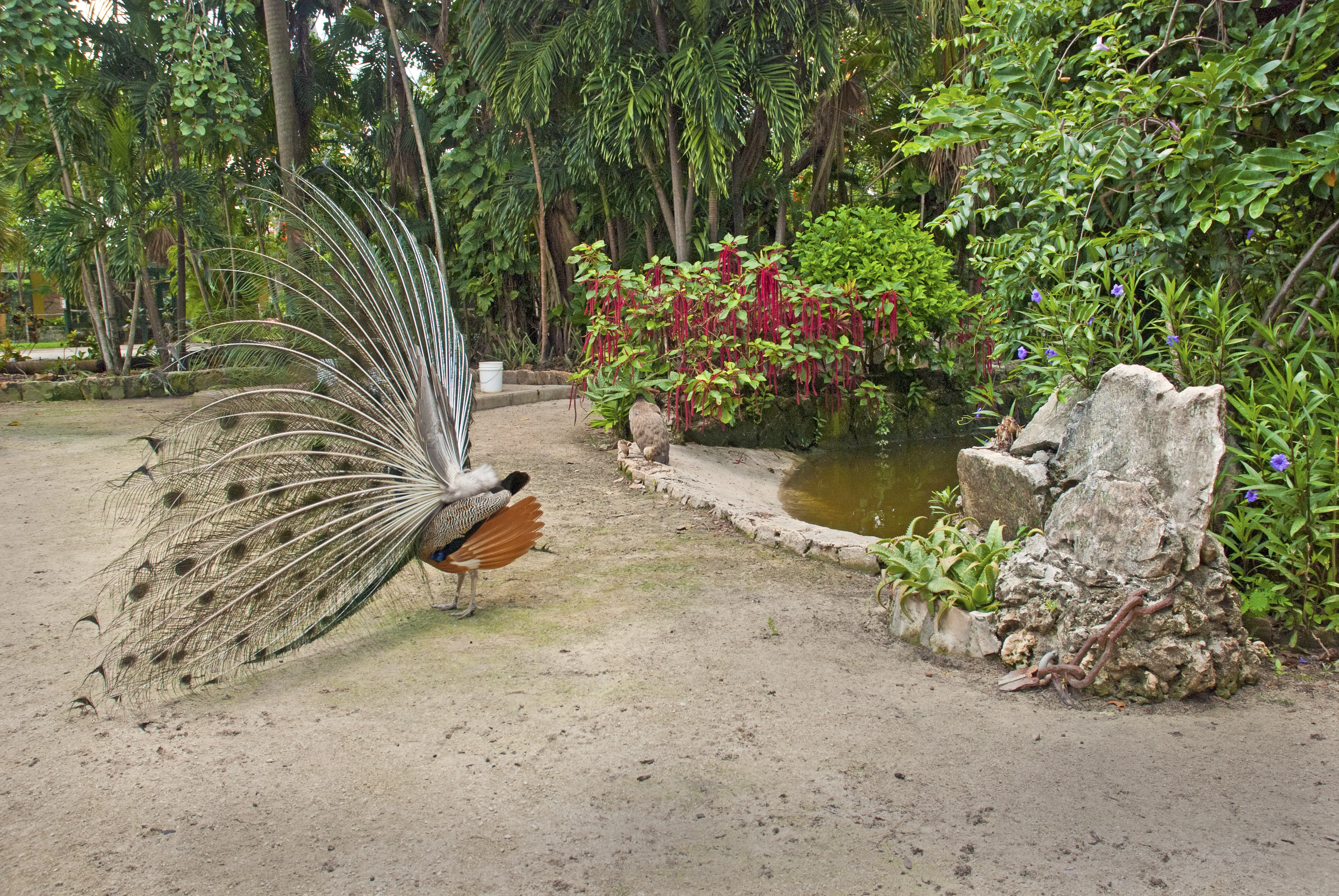 Peacock (Pavo cristatus) spreading its feathers in Ardastra Gardens in Nassau, Bahamas.
