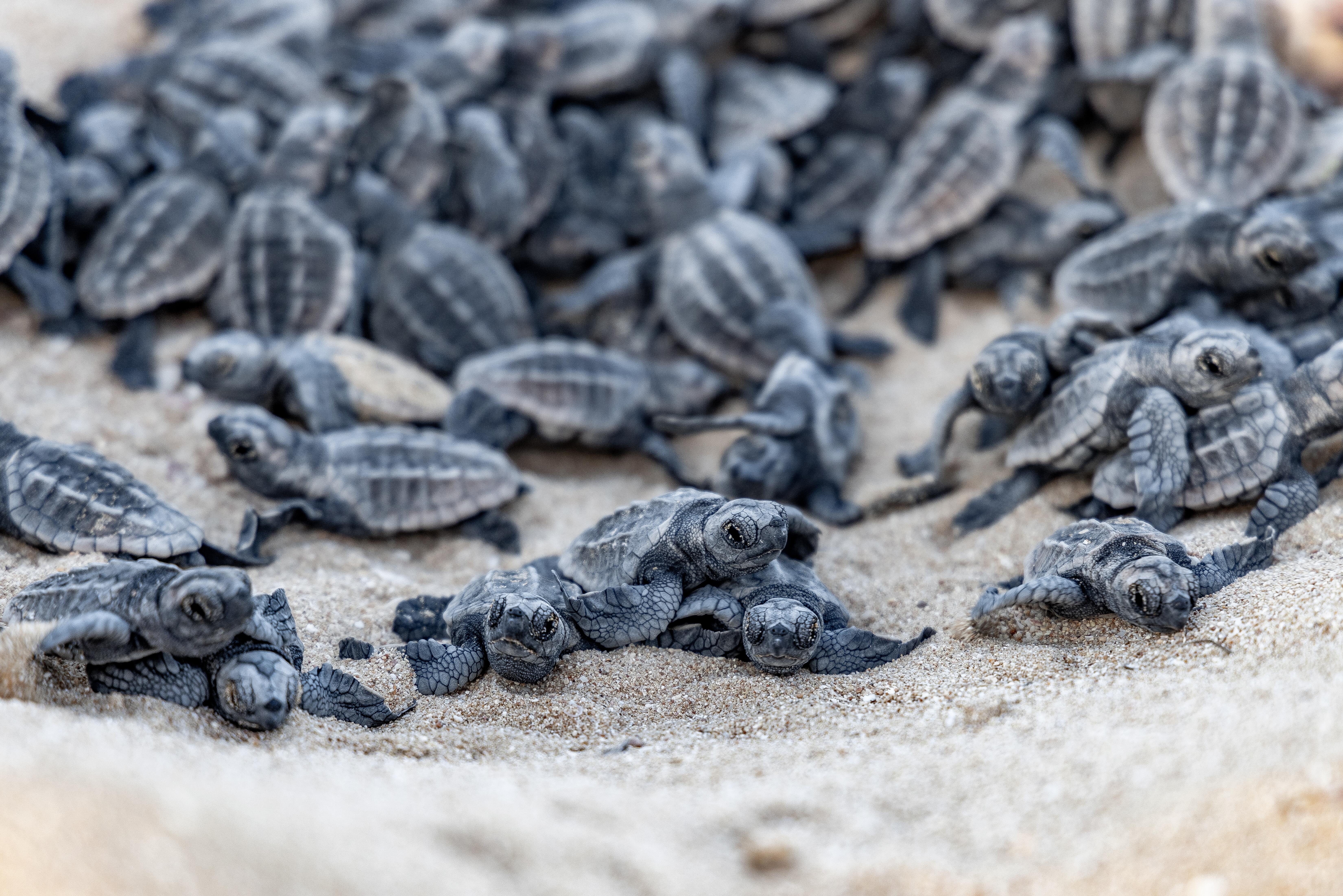 Image of baby sea turtles being released on a beach.