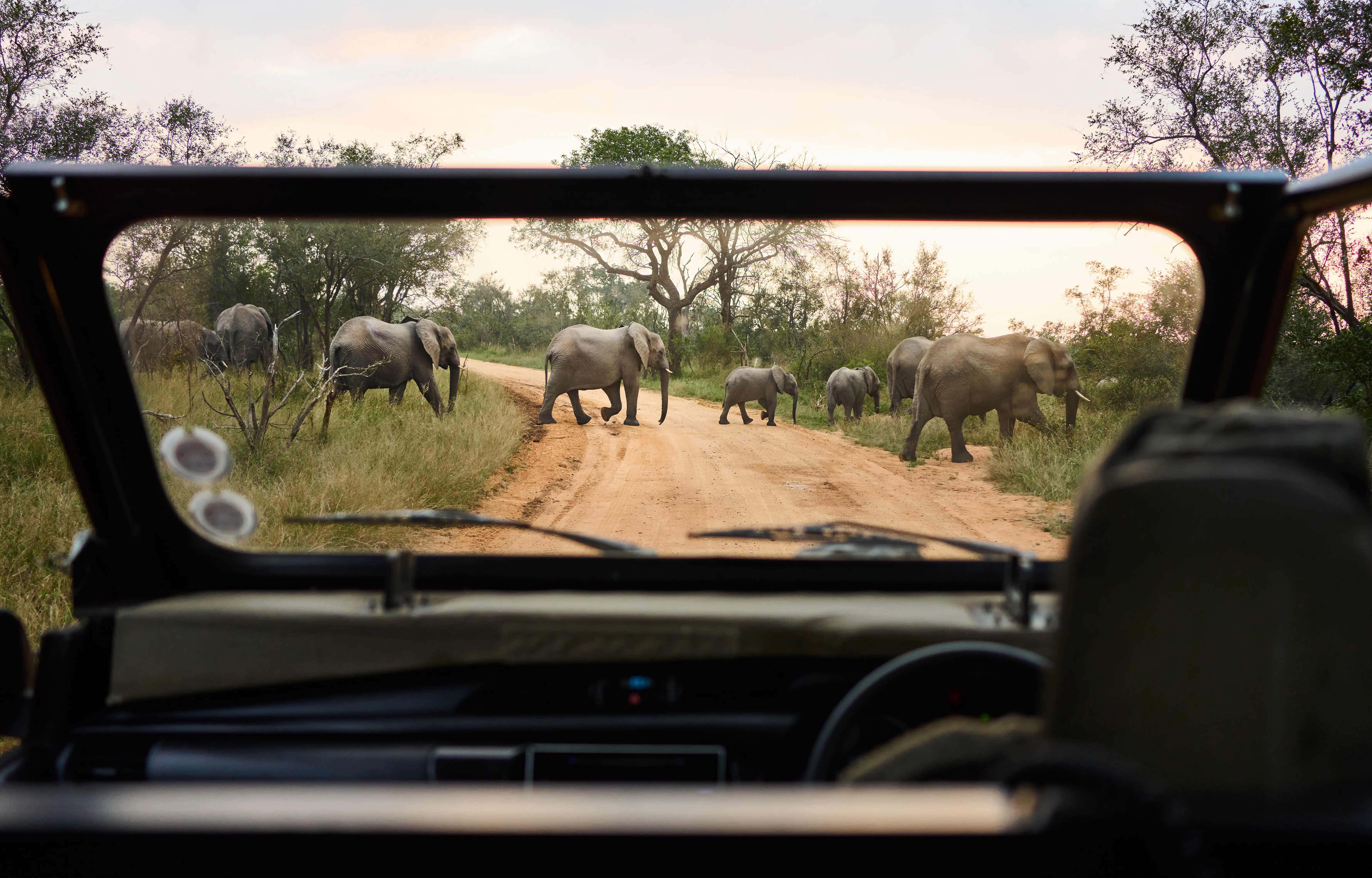 Image of a herd of elephants crossing a road in front of a safari vehicle.