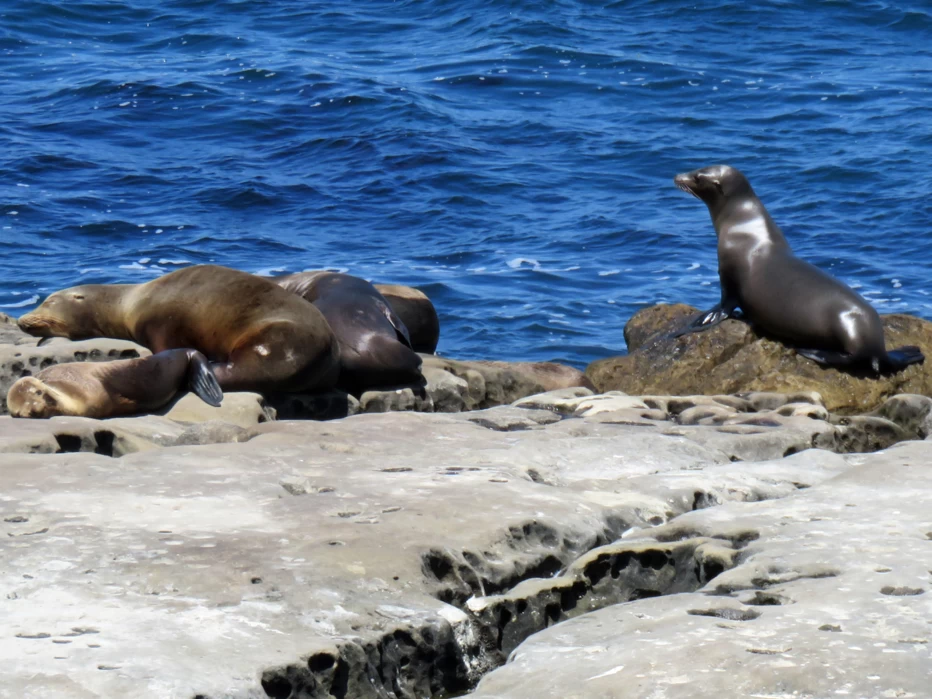 Sea lions lounging on rocks at La Jolla Cove in San Diego, California