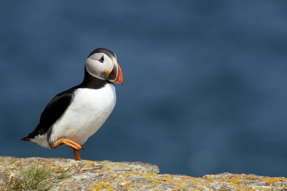 Puffin Peggy's Cove Boat Tours