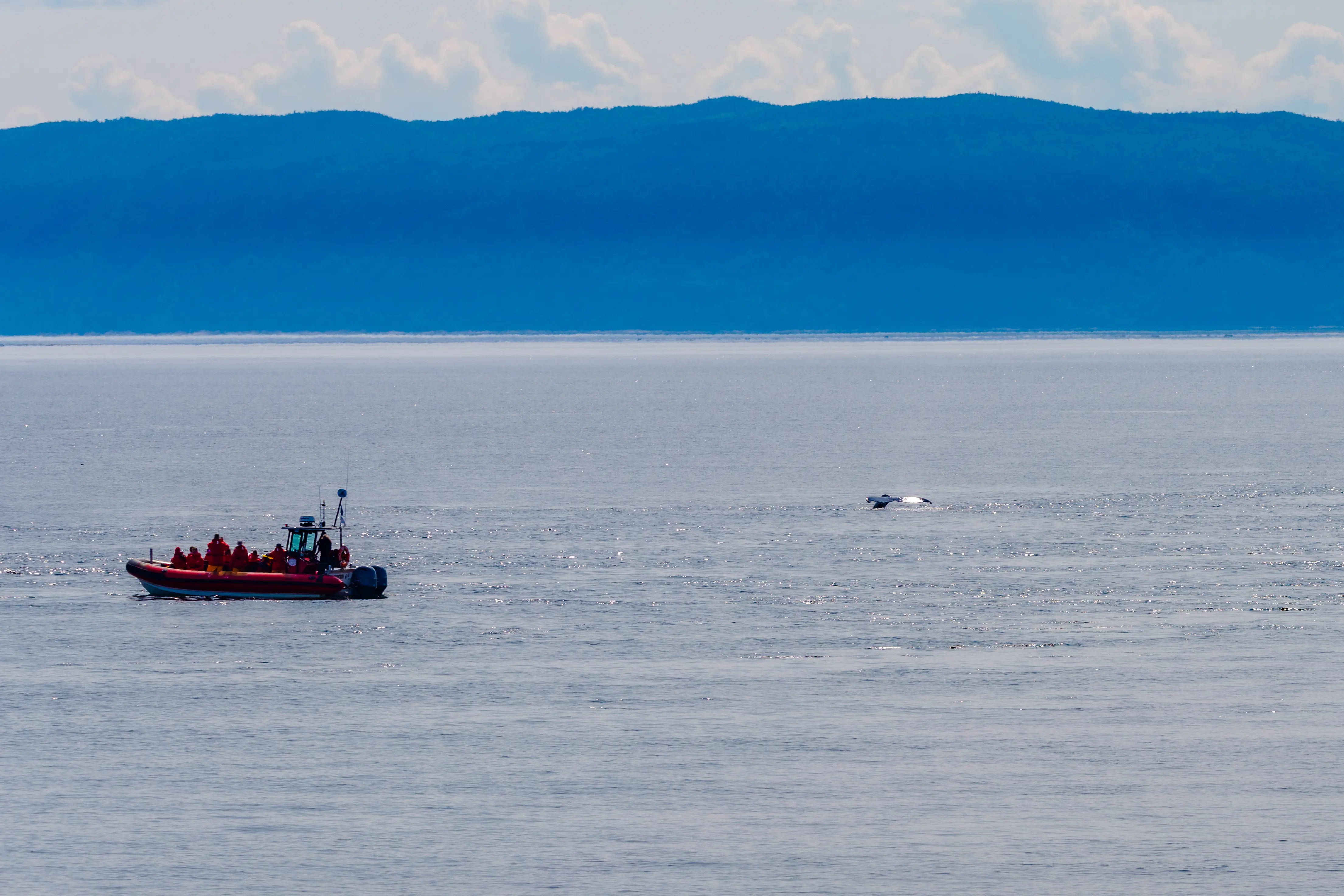Photo of Whale watching