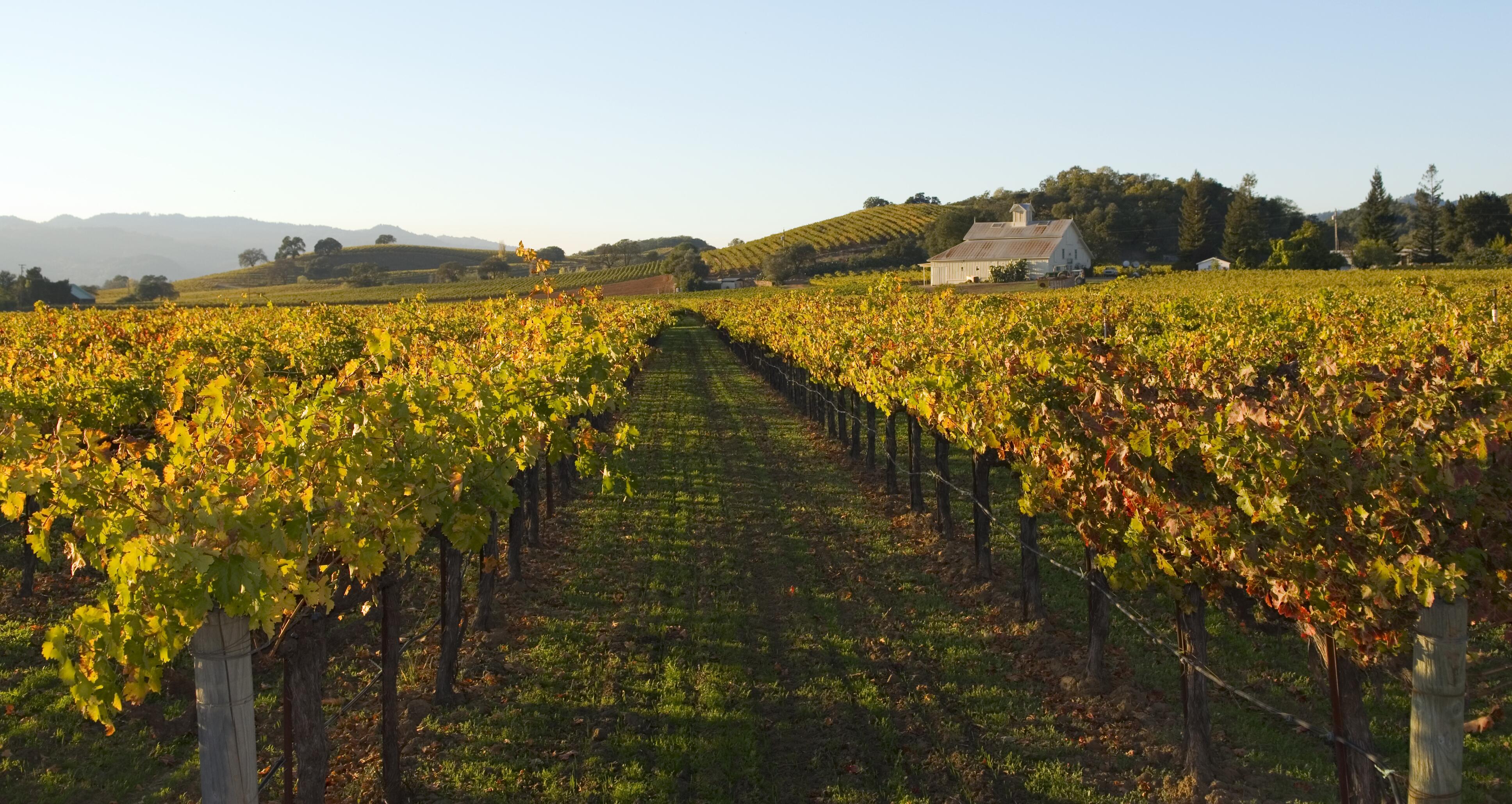 Image of a Napa Valley vineyard in autumn.