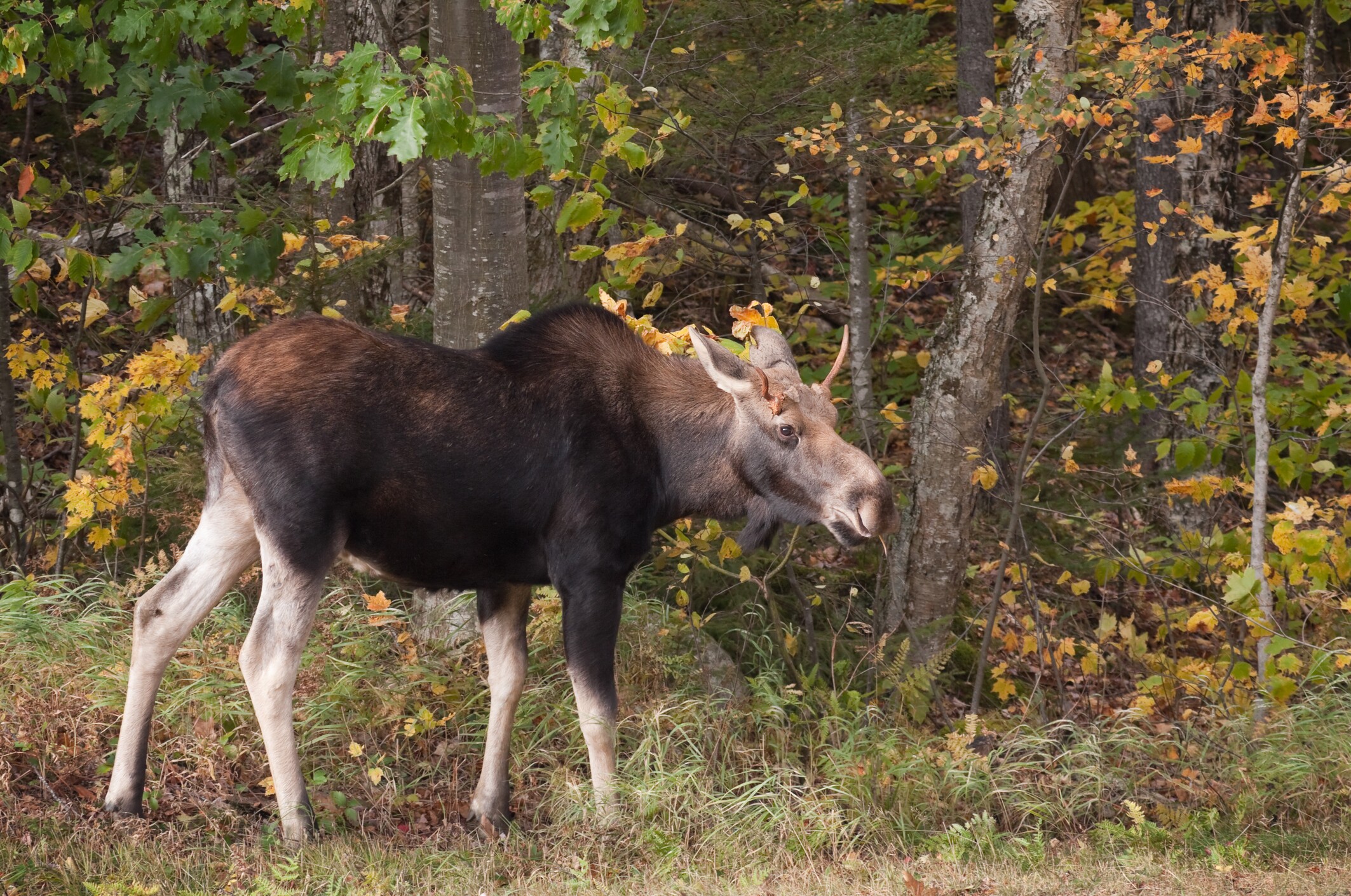 Kinsman Notch Scenic Route Road Trip