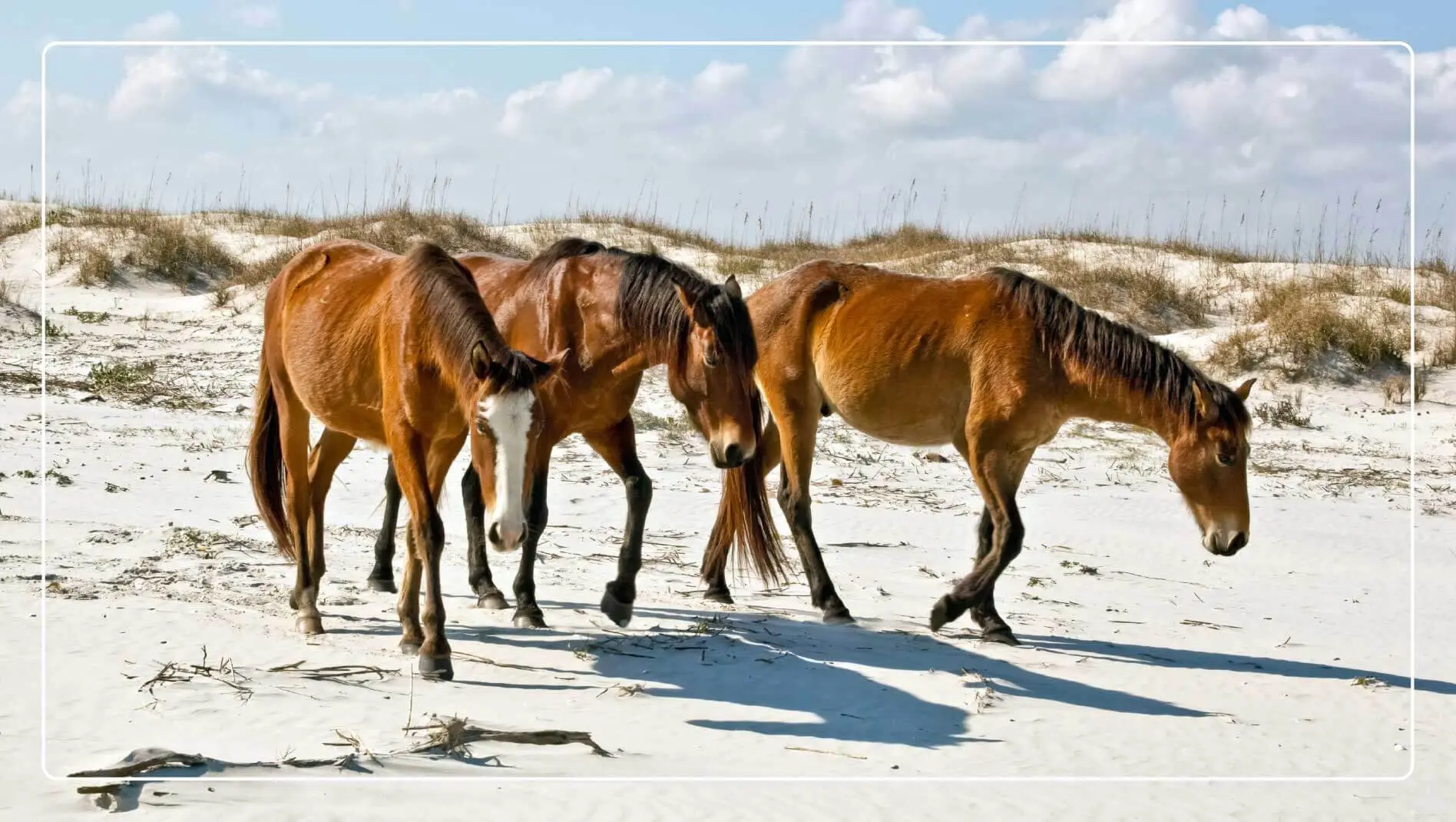 Wild horses walk the sandy beach on Cumberland Island, Georgia.