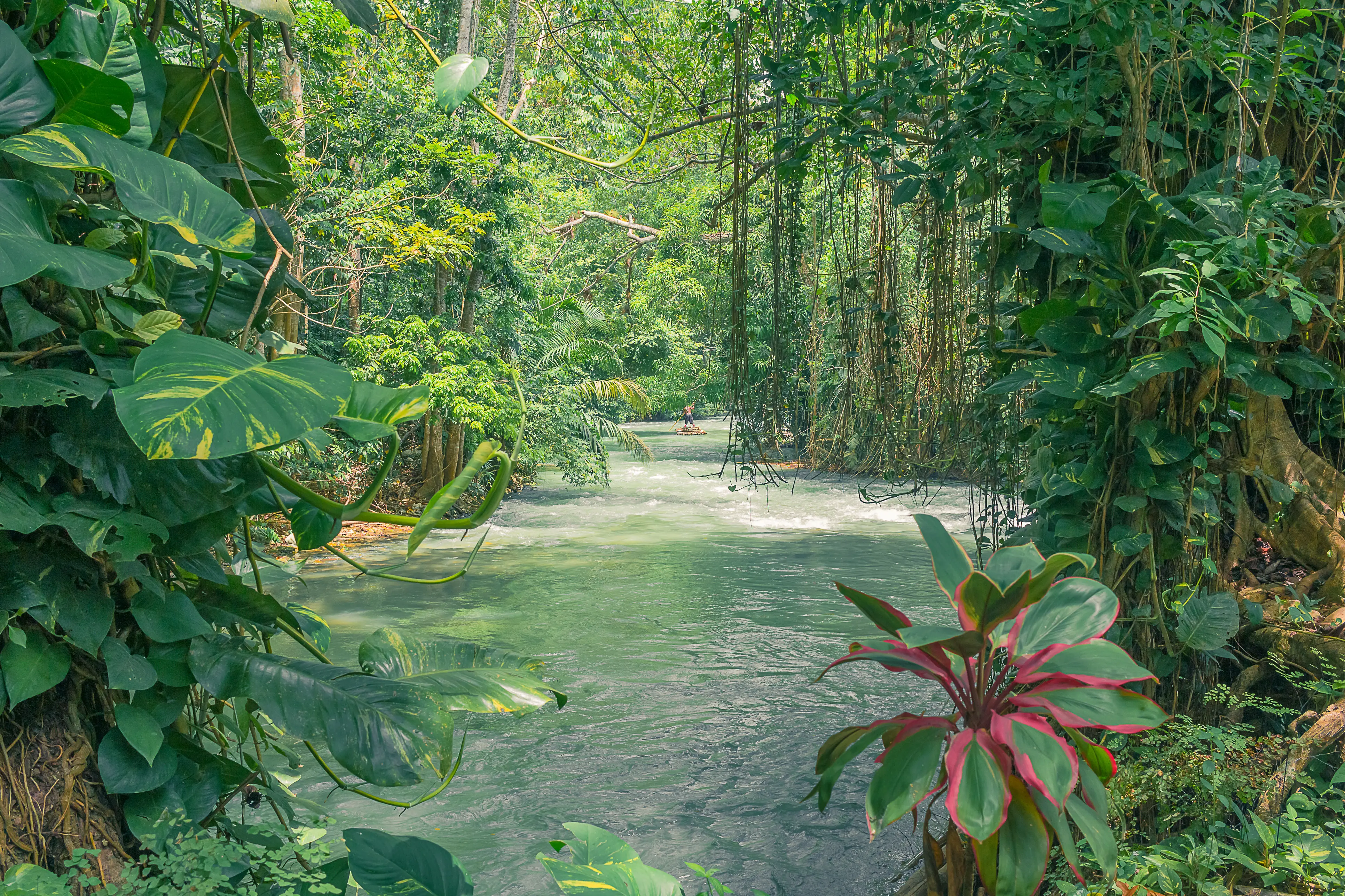 Jamaica rainforest