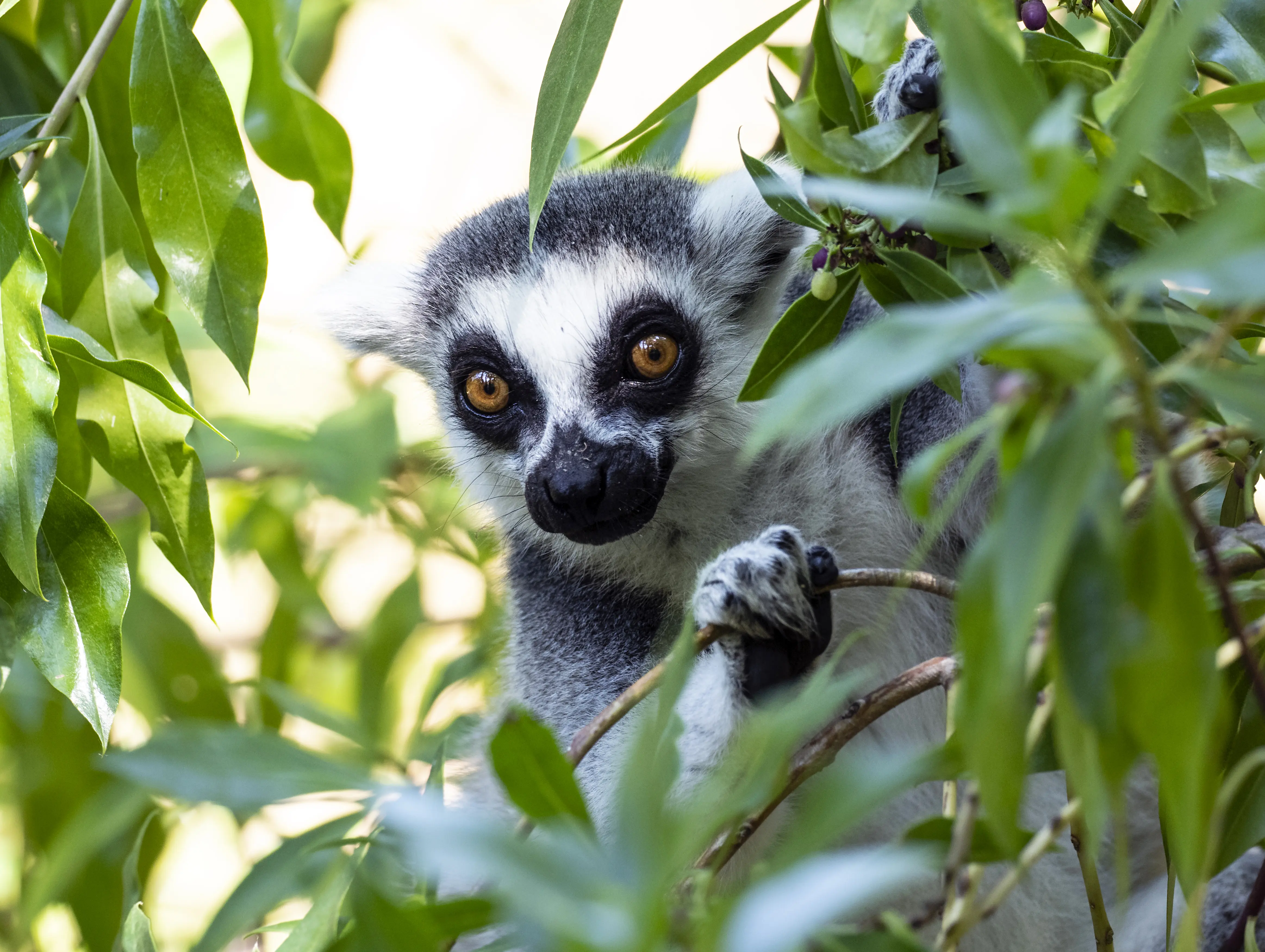 Close-up of a lemur in a tree surrounded by branches and green leaves