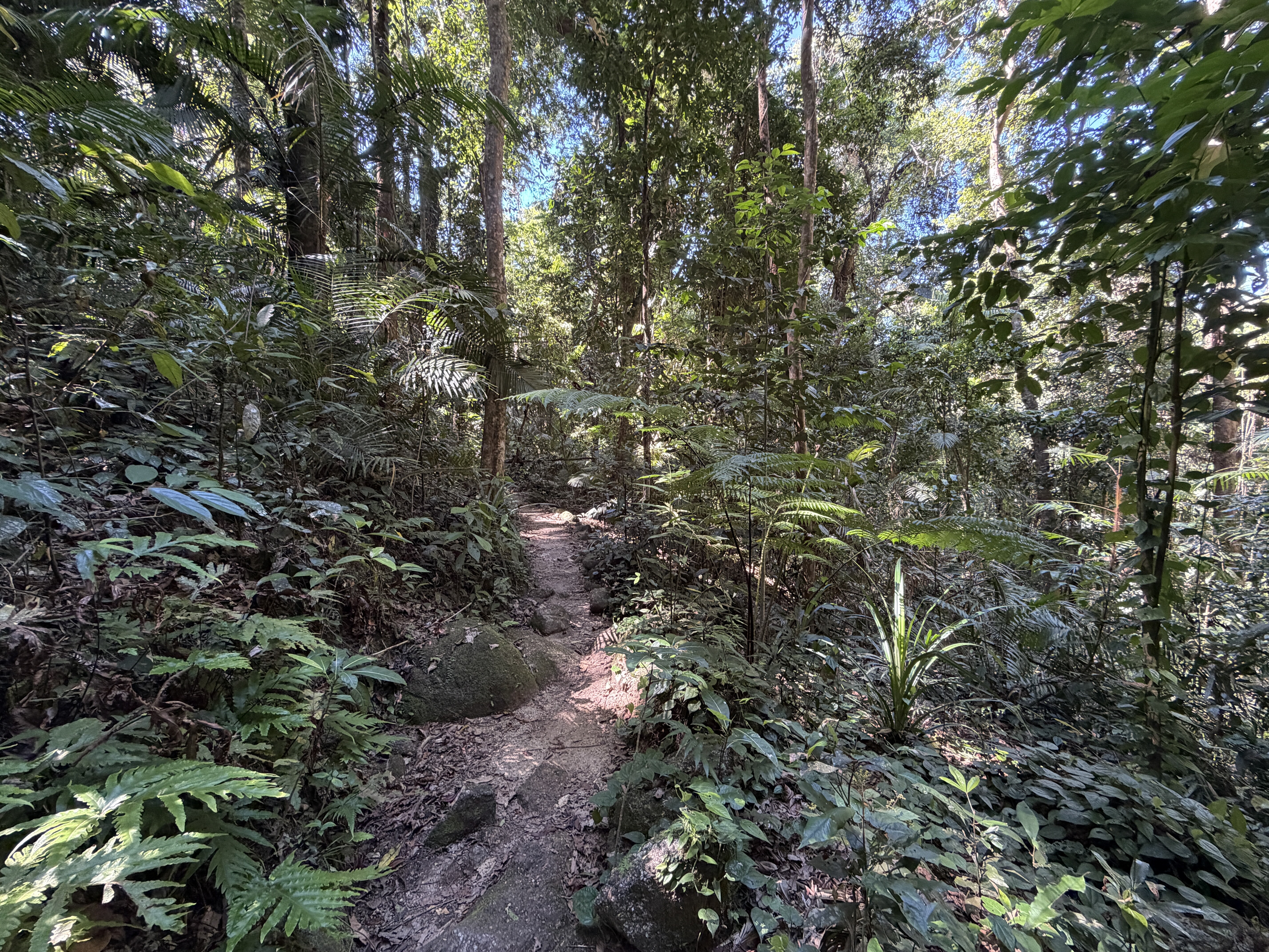 view of lush green rainforest with from narrow dirt hiking trail