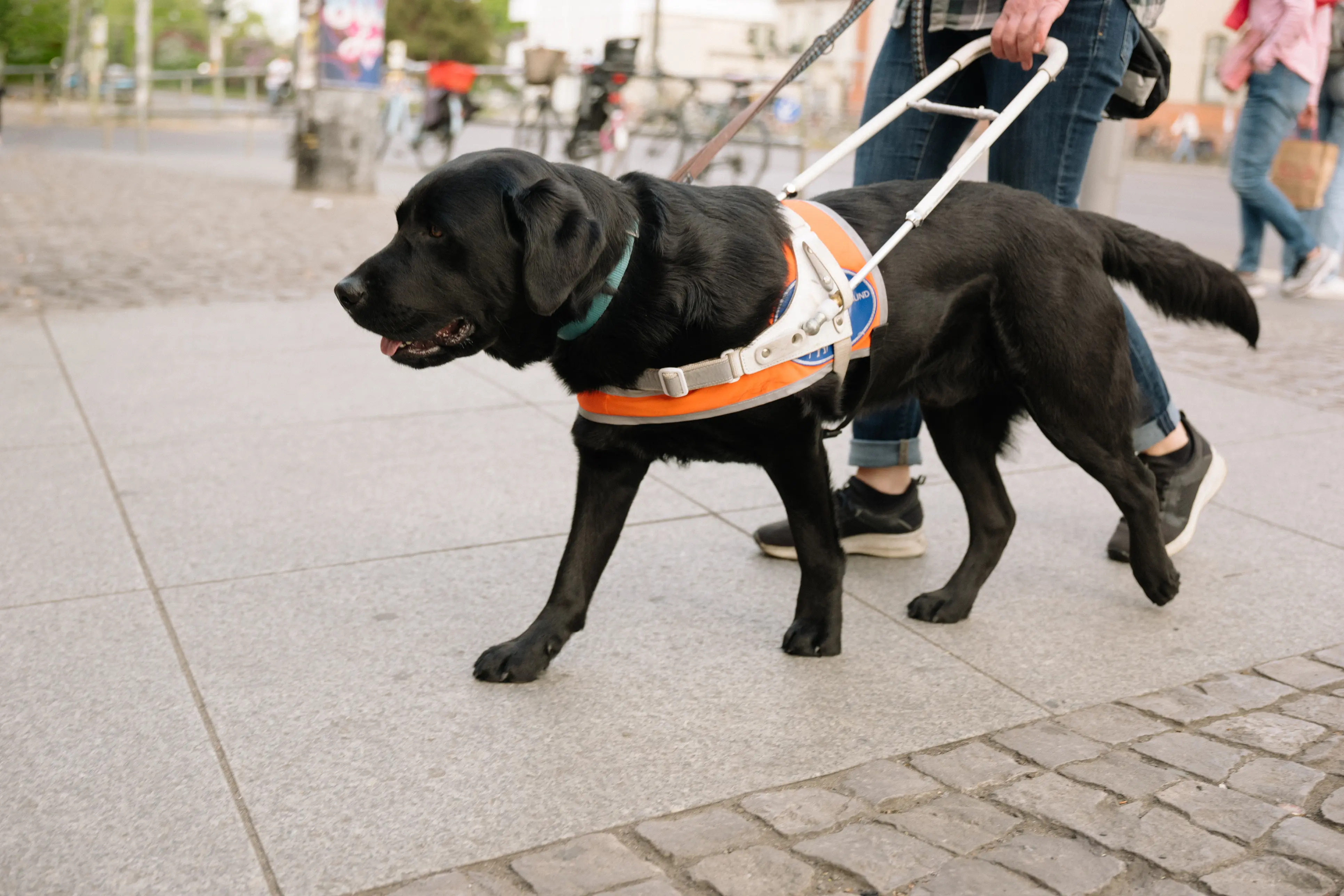 service dog, service animal, disability, support dog, support animal