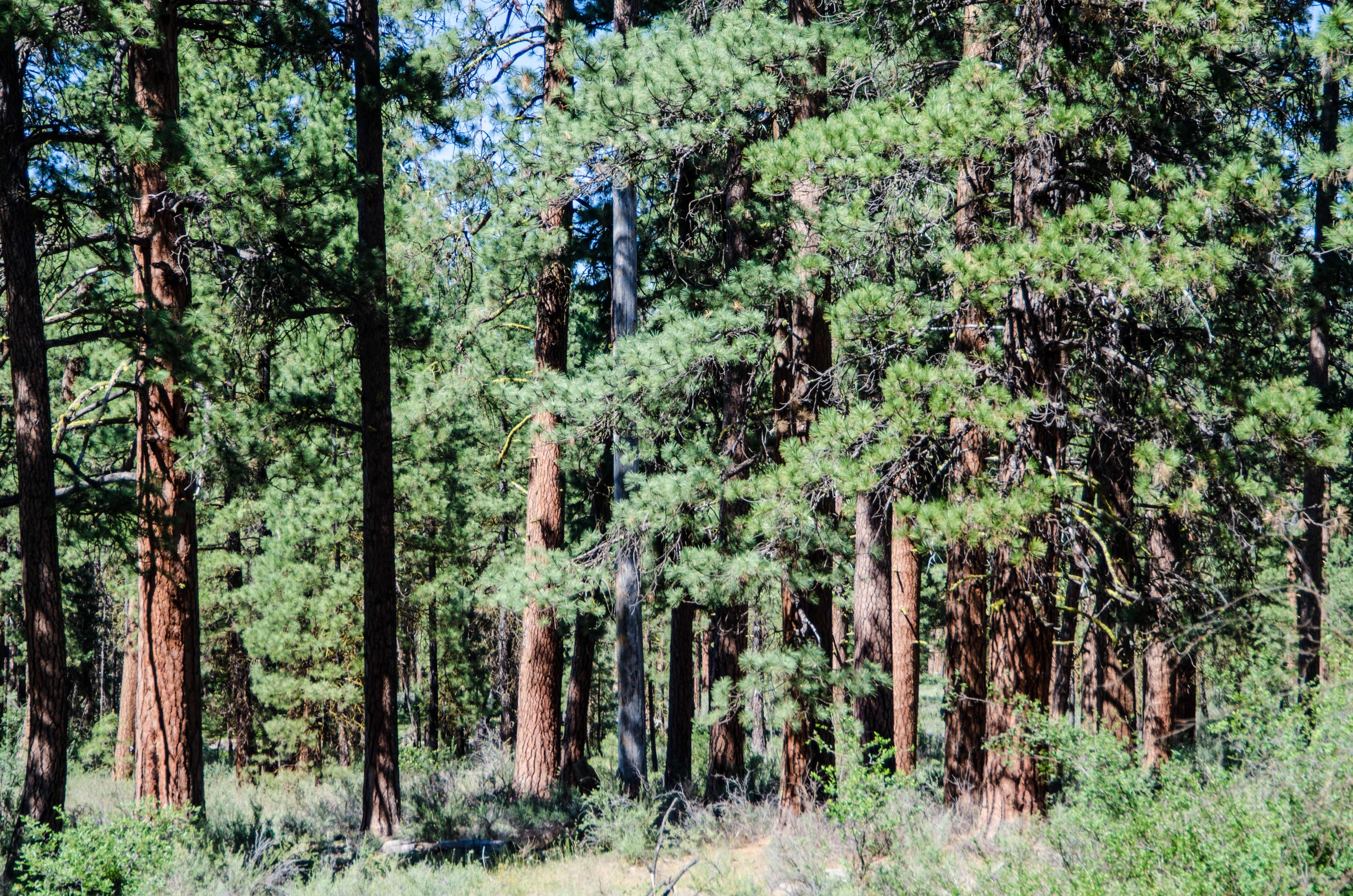 Malheur National Forest Scenic Drive Road Trip