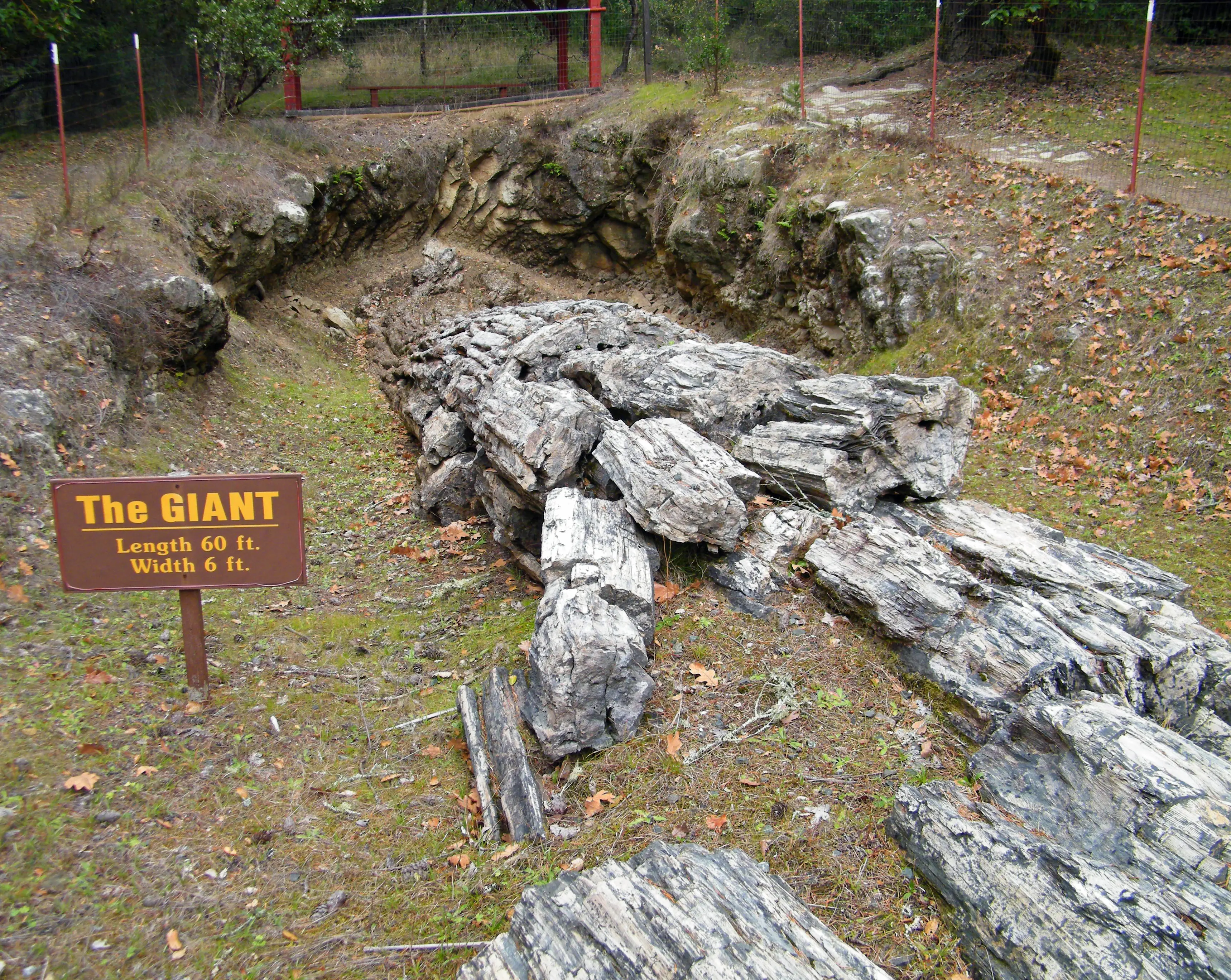 Image of a petrified tree lying on the ground, in the Petrified Forest in Calistoga, California.