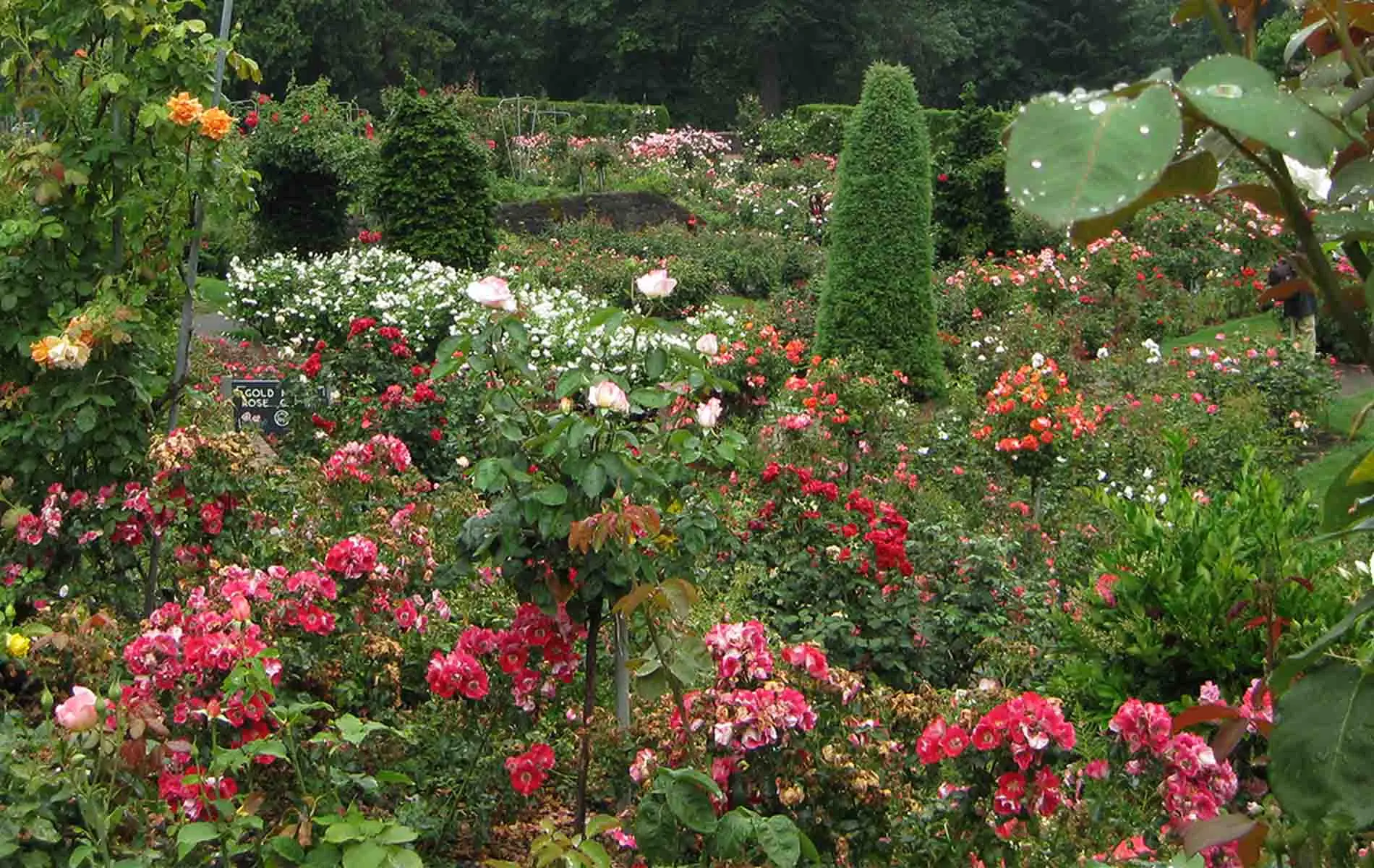Rose bushes in the International Rose Test Garden