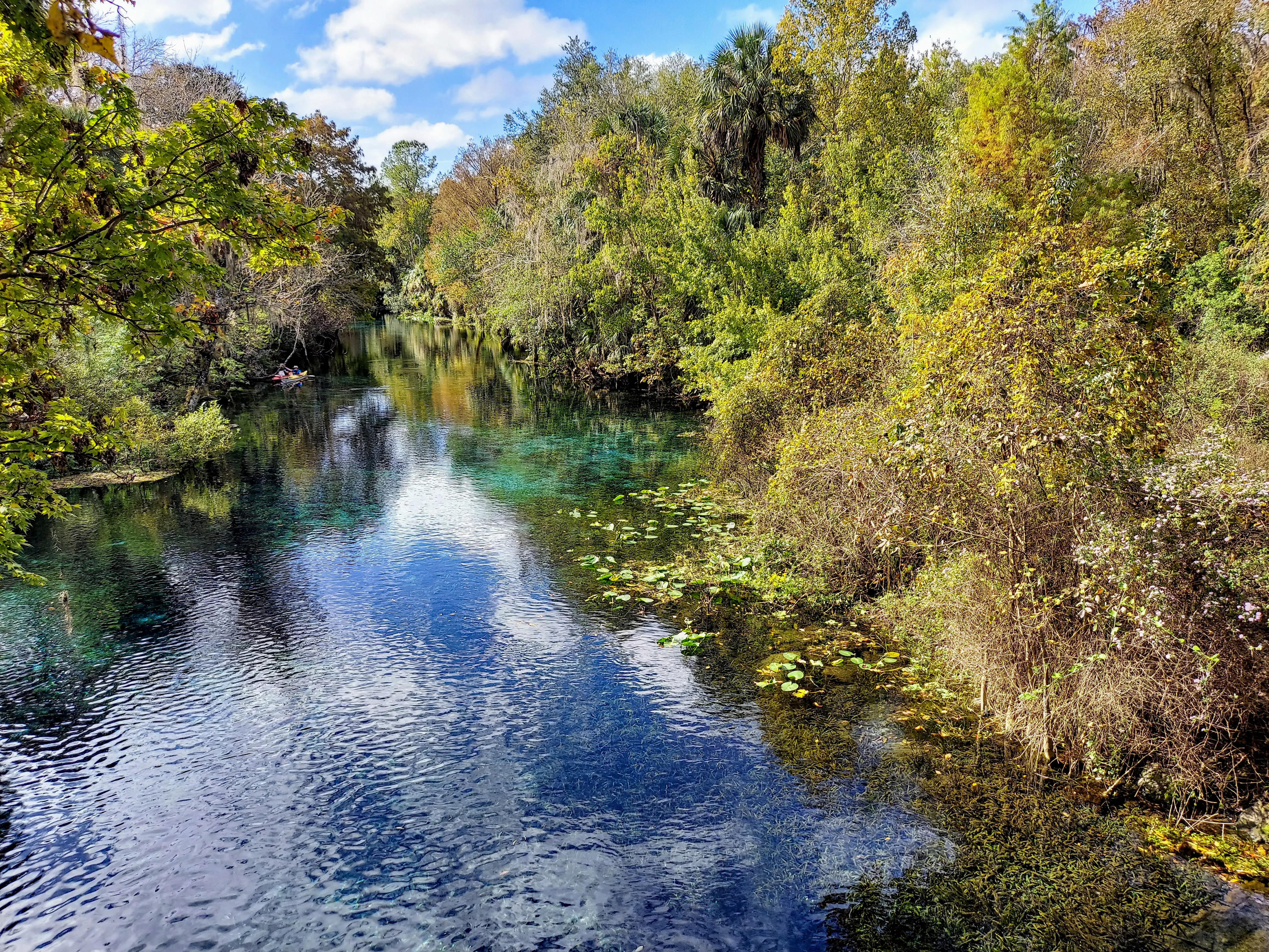 Outdoor image of the wilderness at Silver Springs State Park