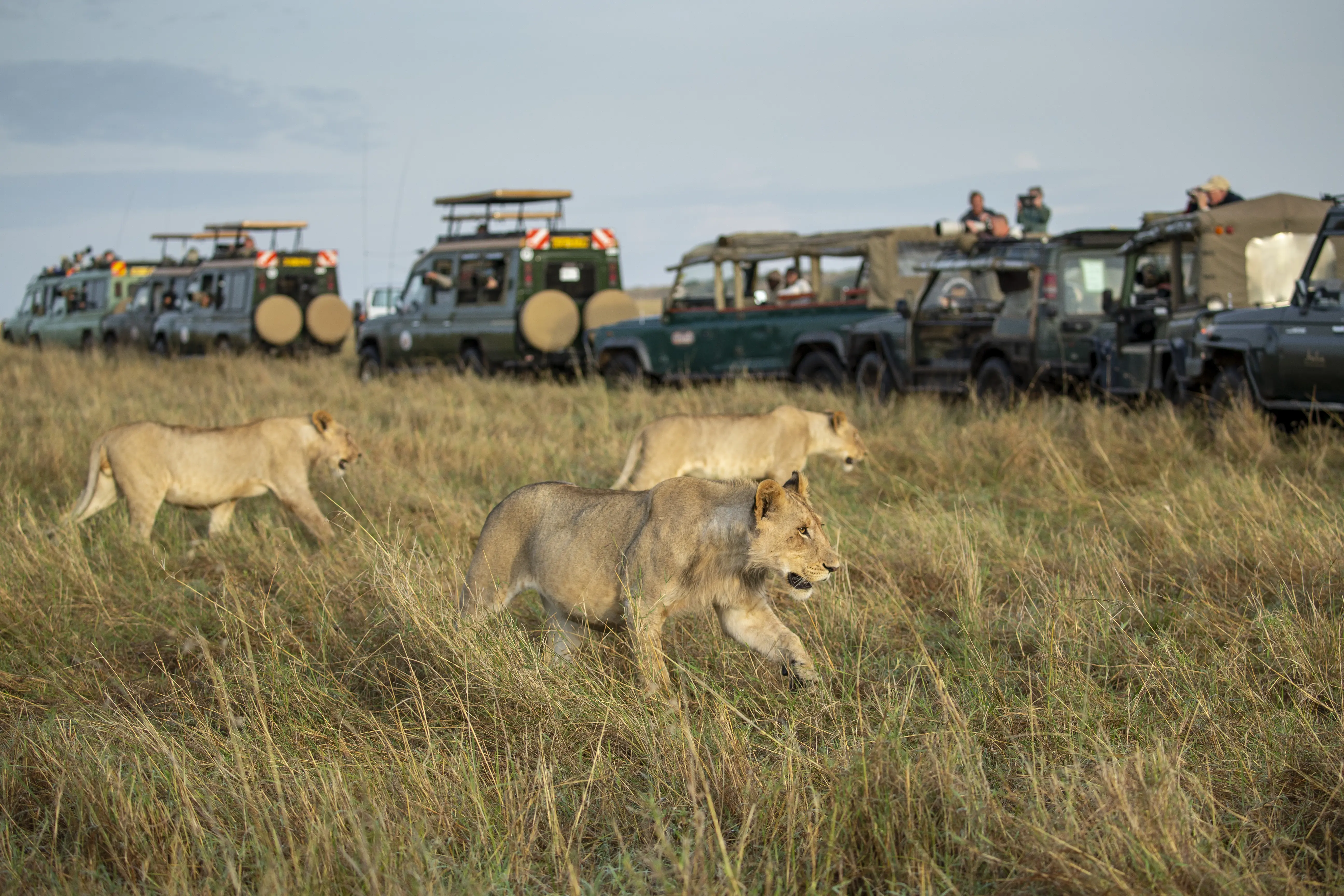 Image of a pride of lions passing by a group of safari vehicles.