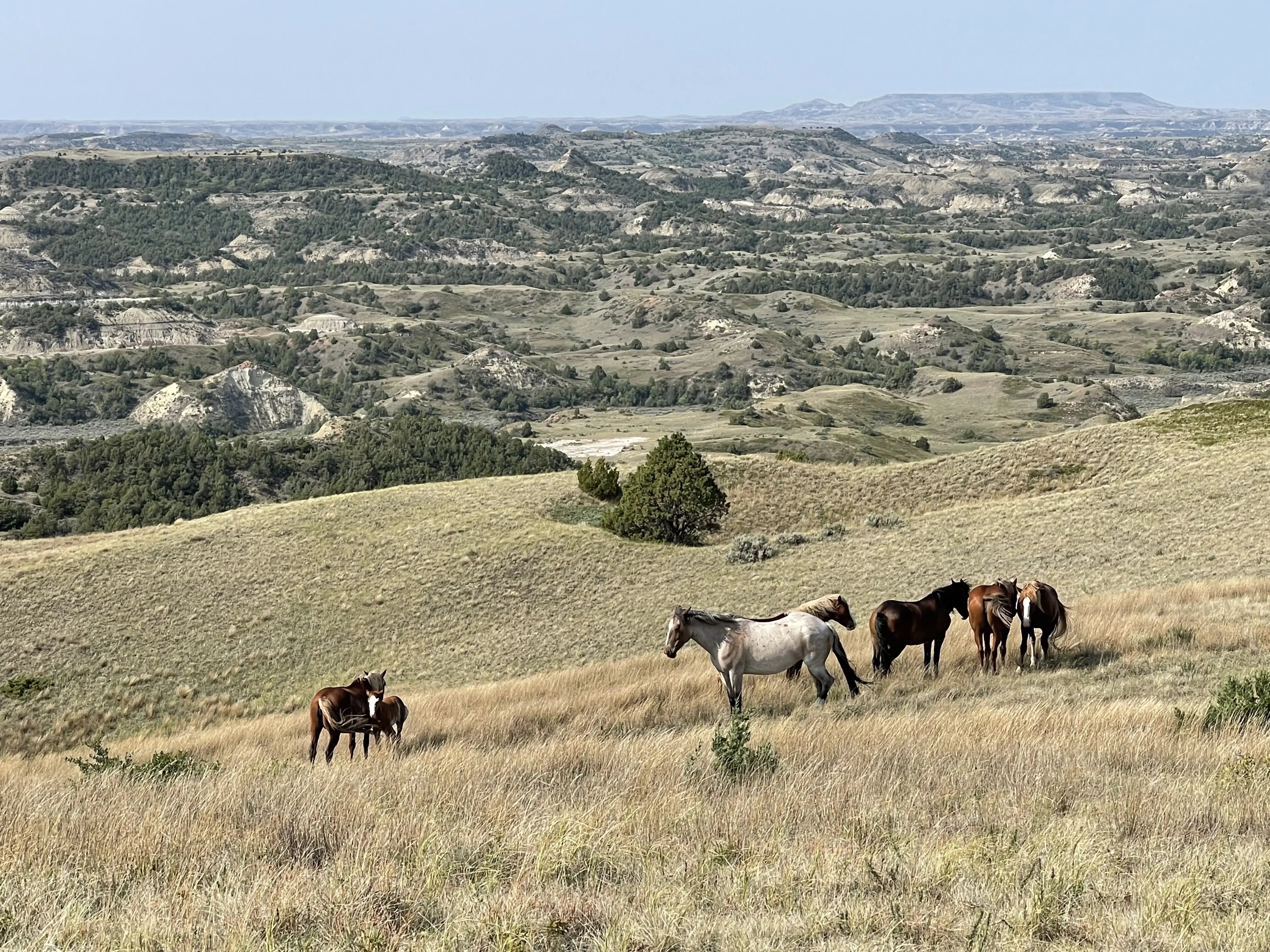 Outdoor image of horses at Theodore Roosevelt National Park.