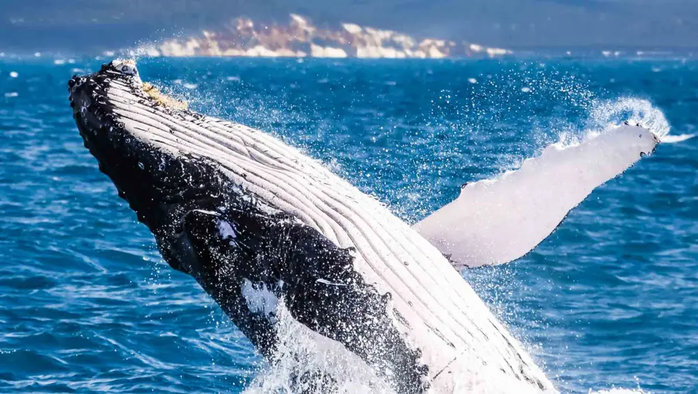 Humpback whale jumping out of the water