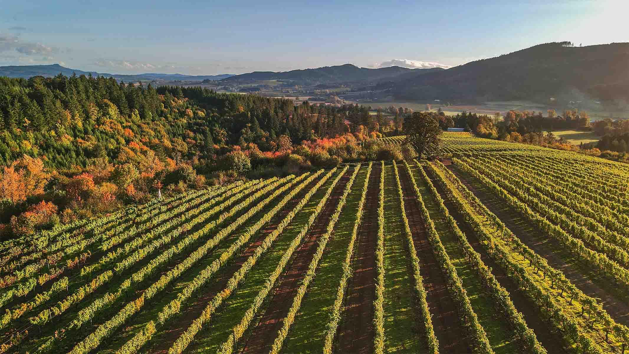 A wine vineyard in the Willamette Valley during golden hour