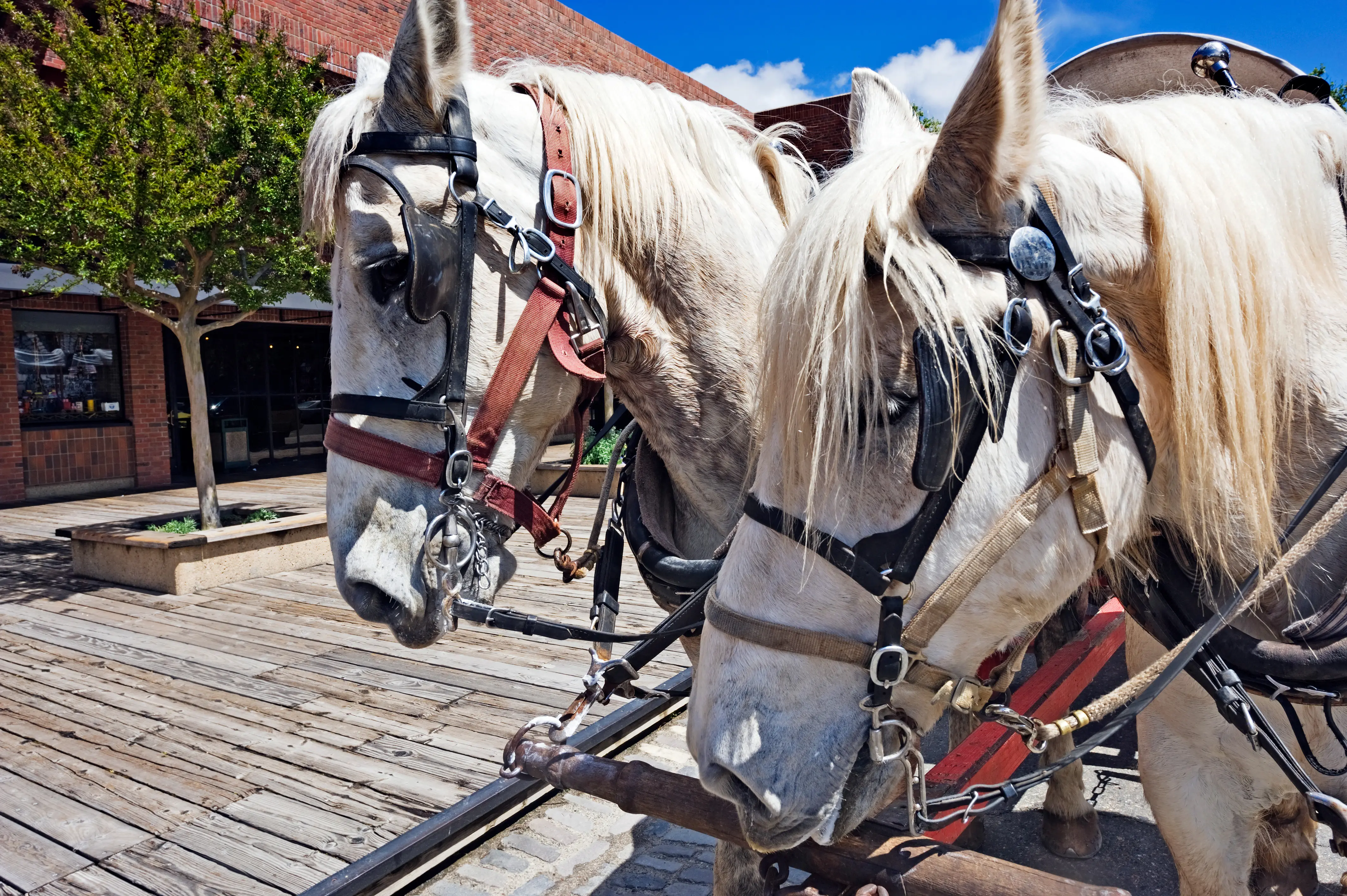 Head shot of two white horses during wagon ride in Old town Sacramento historic area