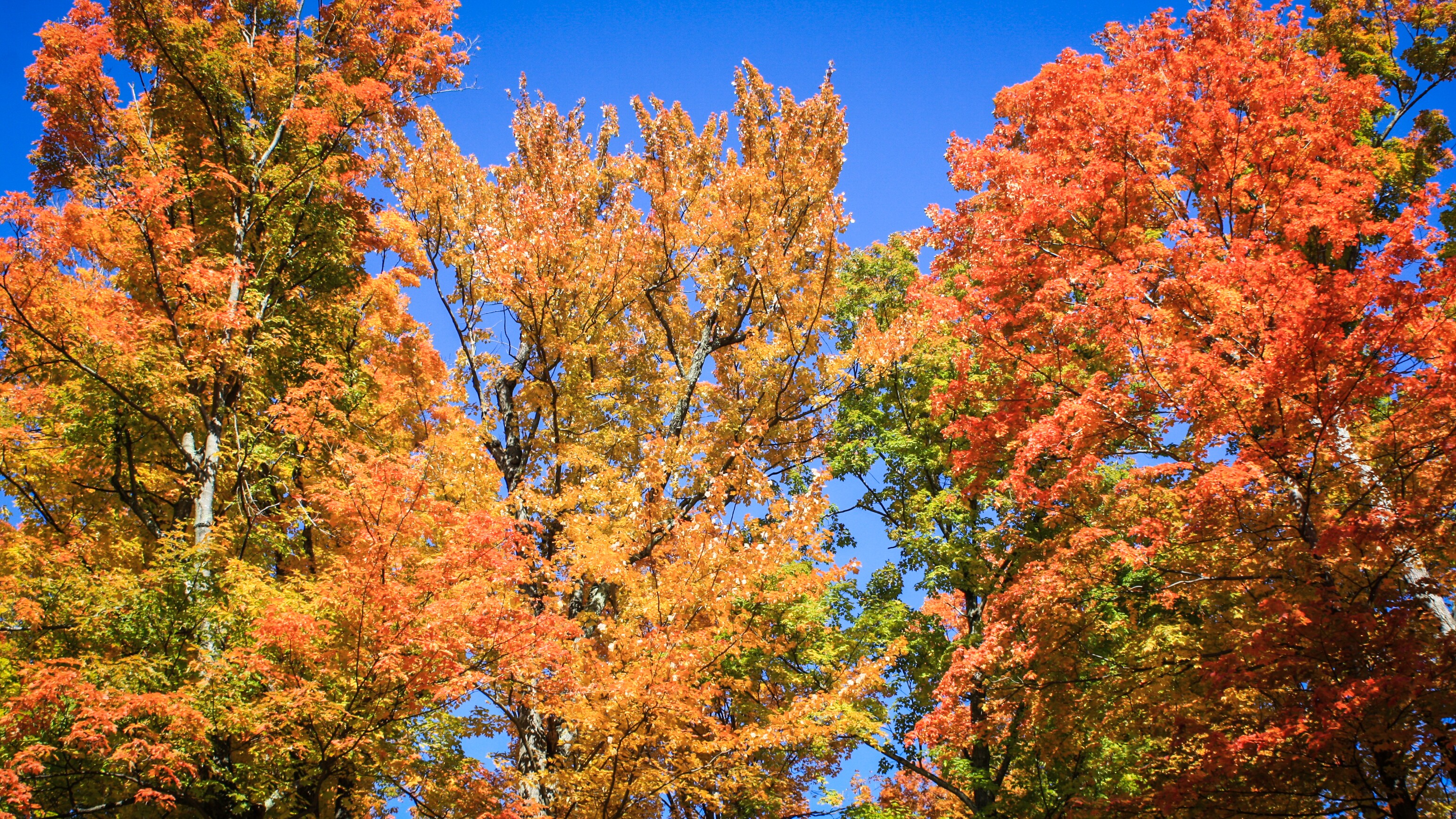 Mount Equinox Skyline Scenic Drive Road Trip