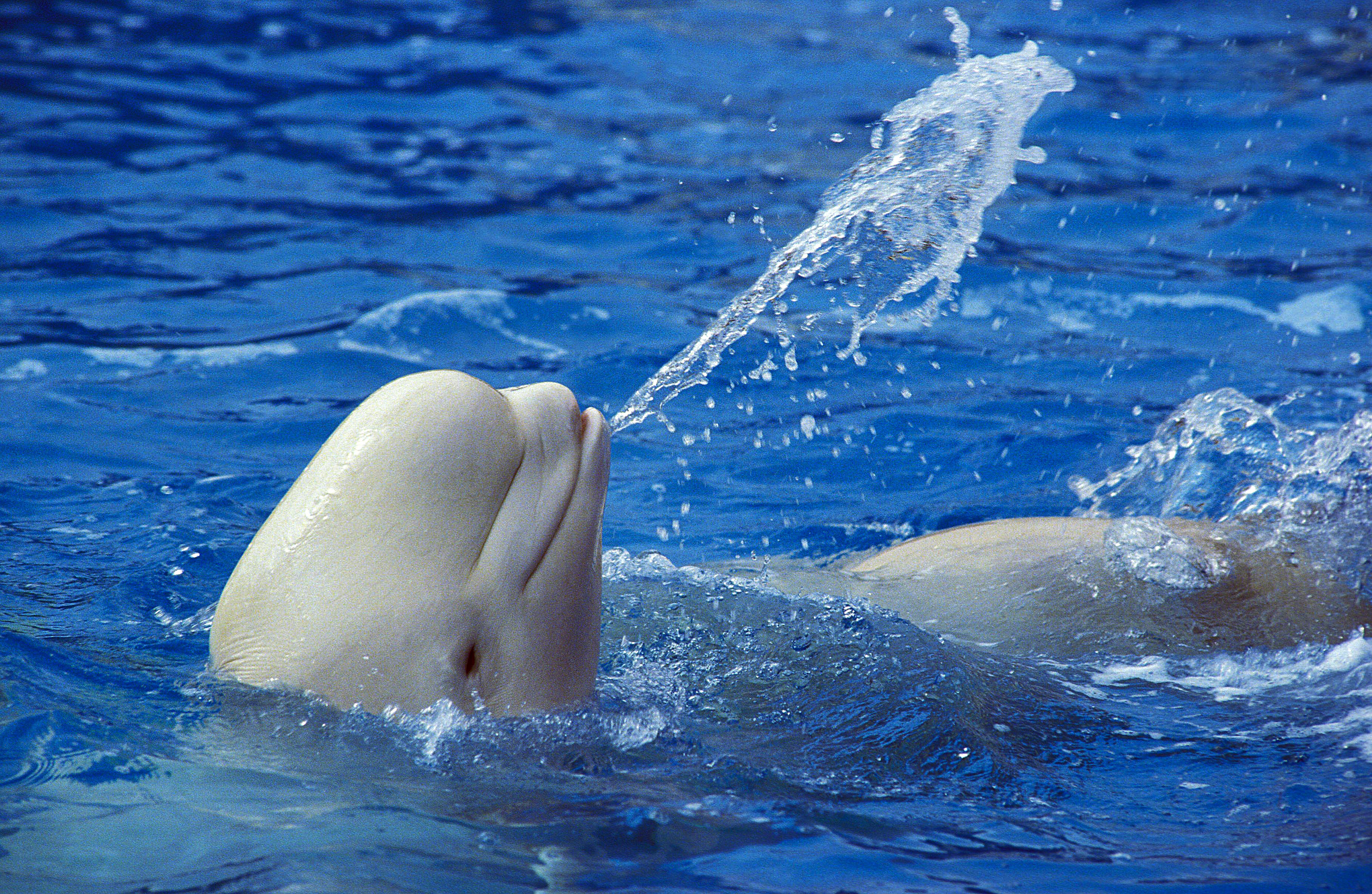 Beluga whale or white whale (delphinapterus leucas), splashing water