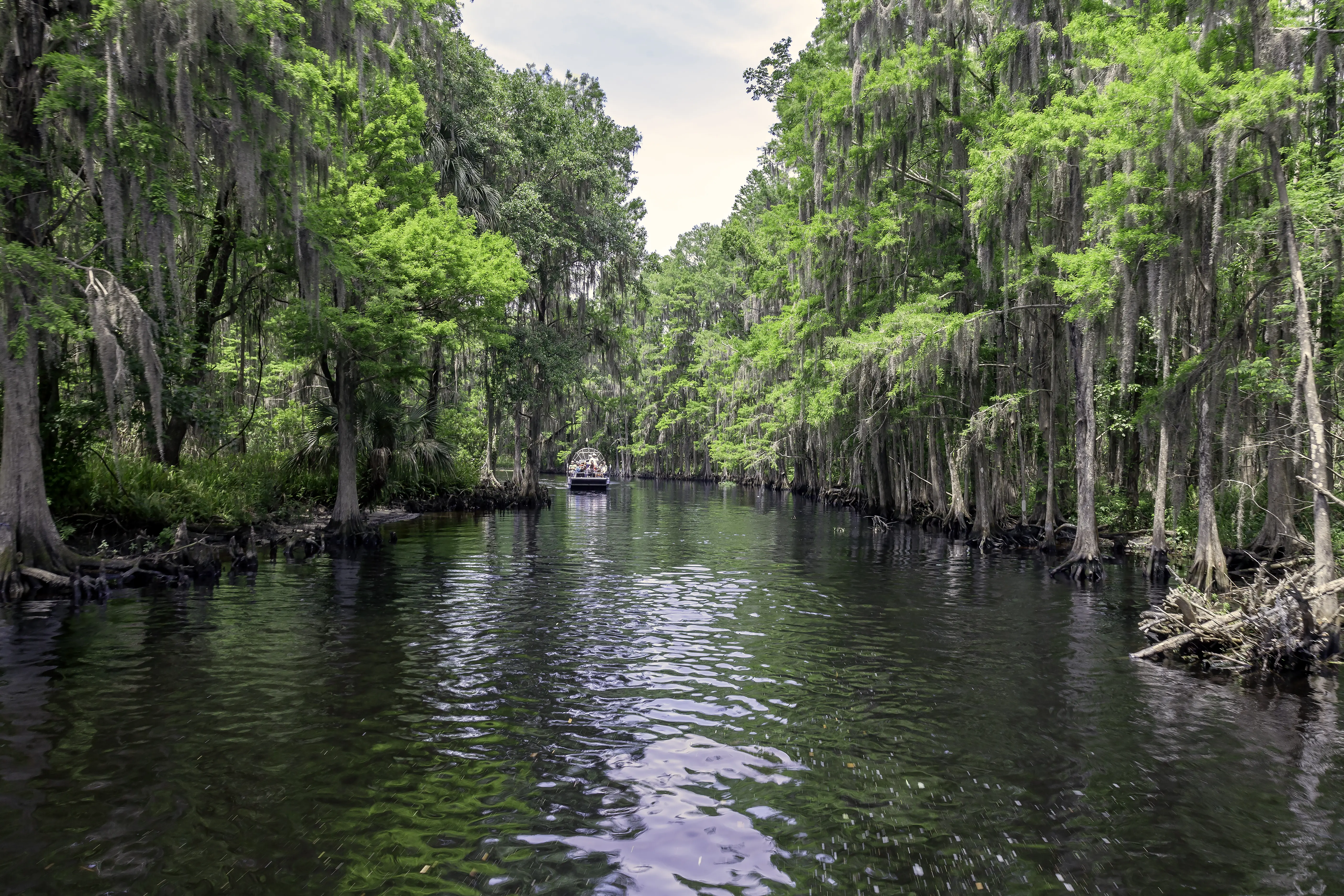 This Stream is Shingle Creek which flows through a Cypress Swamp near Kissimmee, Florida and is a favorite for Air boaters and eco-tourists.