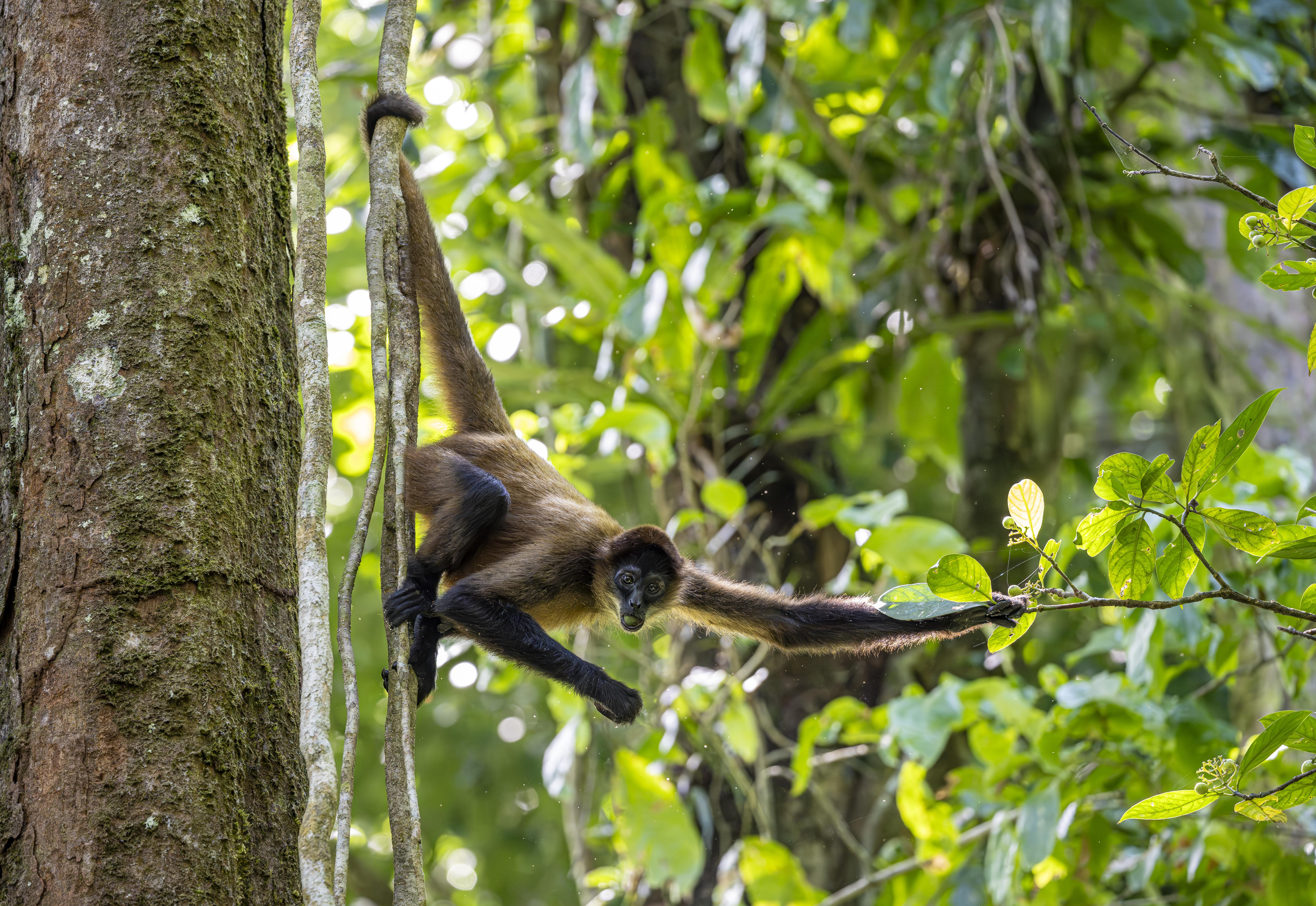 Image of a Spider Monkey in a tree at Tortuguero National Park, Costa Rica.