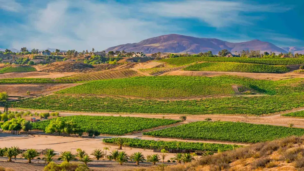 Temecula Wine Country