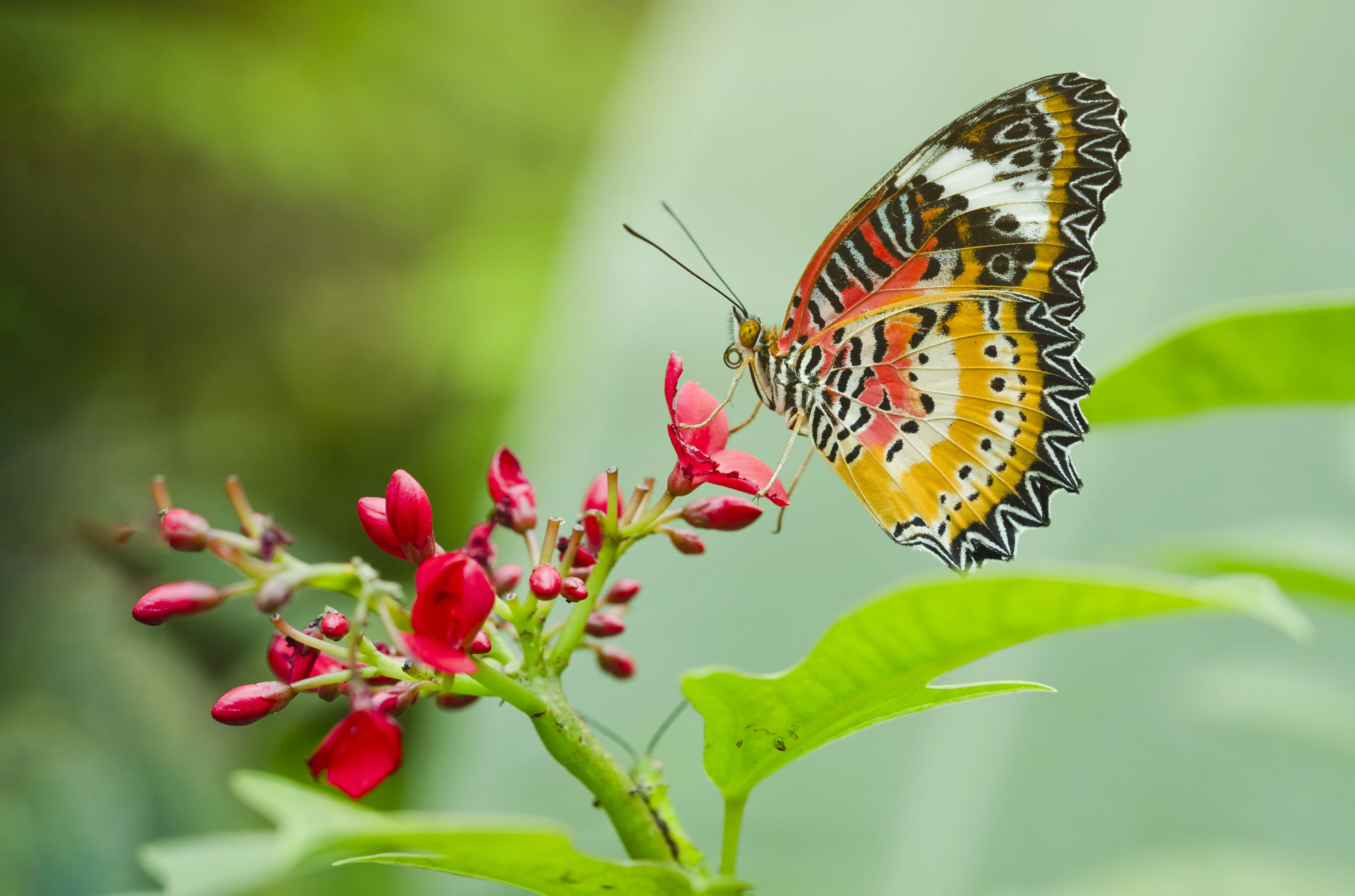 Close-up of butterfly pollinating flower at a butterfly farm