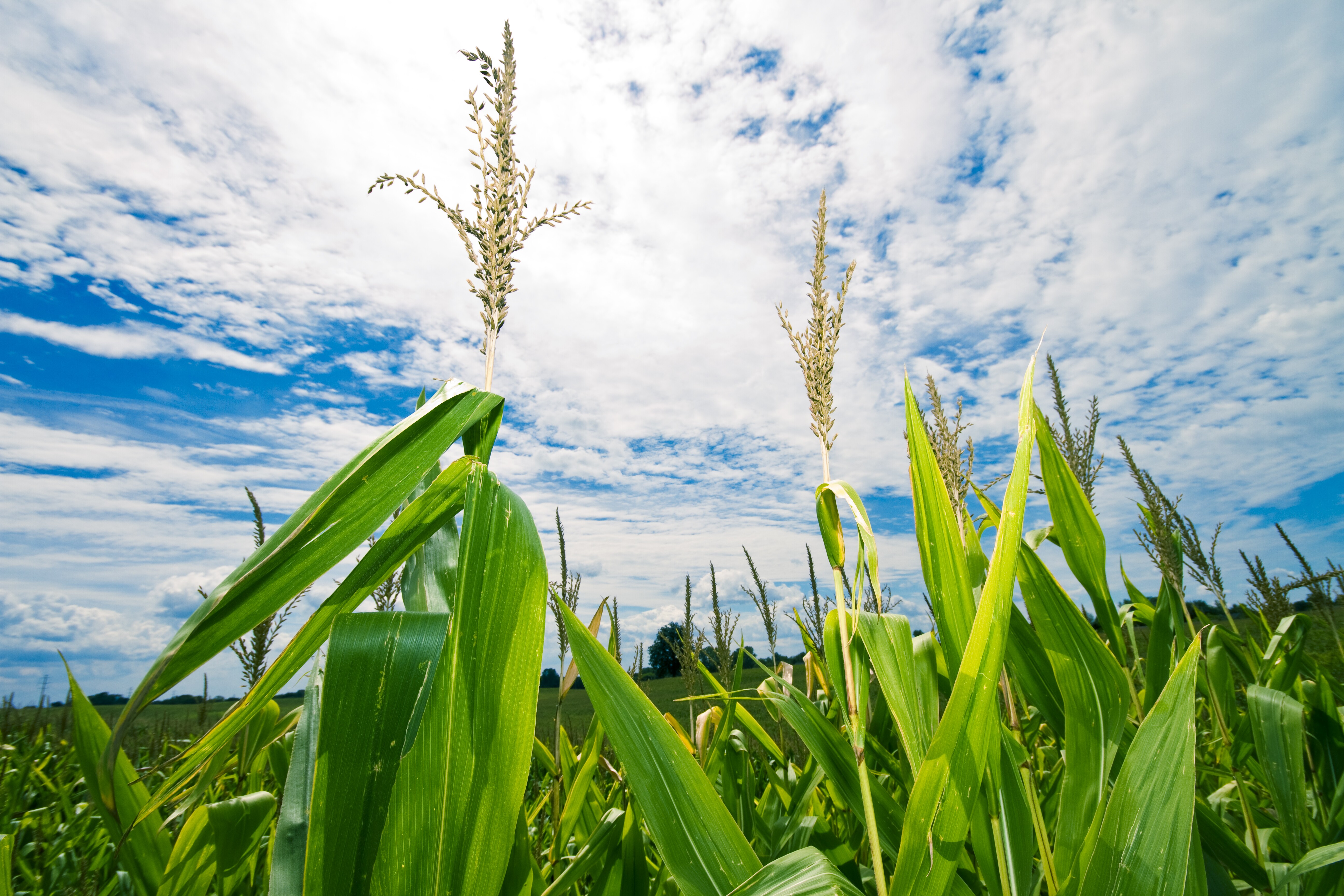 Indiana's Scenic Backcountry Route 135 Road Trip