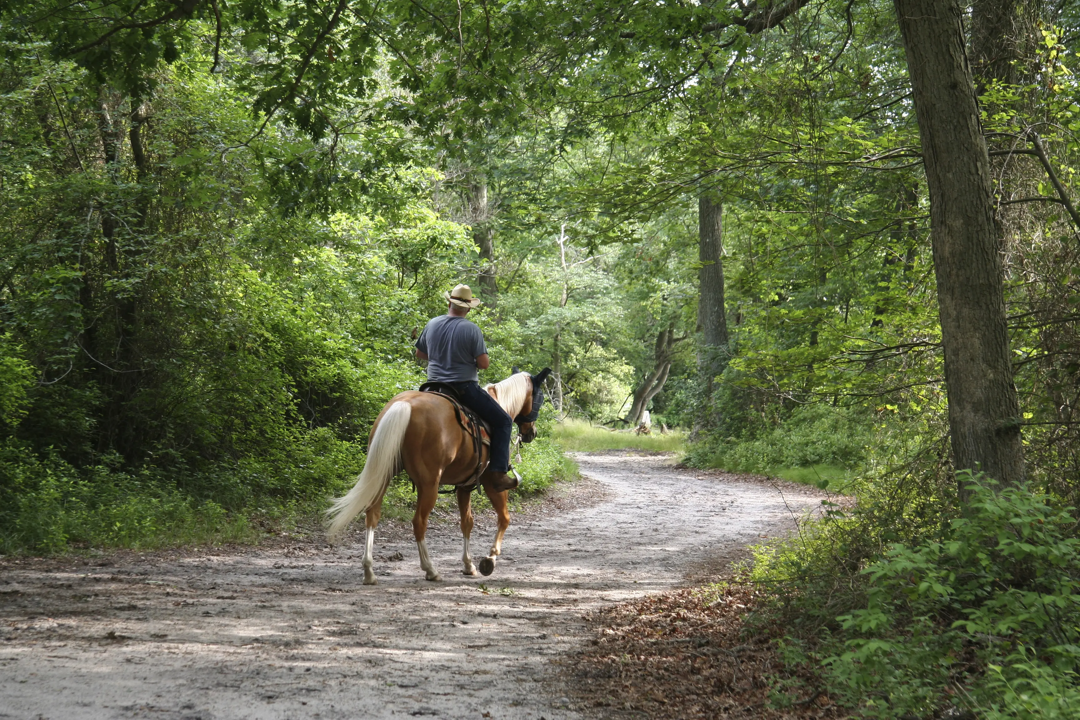 horse, riding, horseback, forest, woods, park, green
