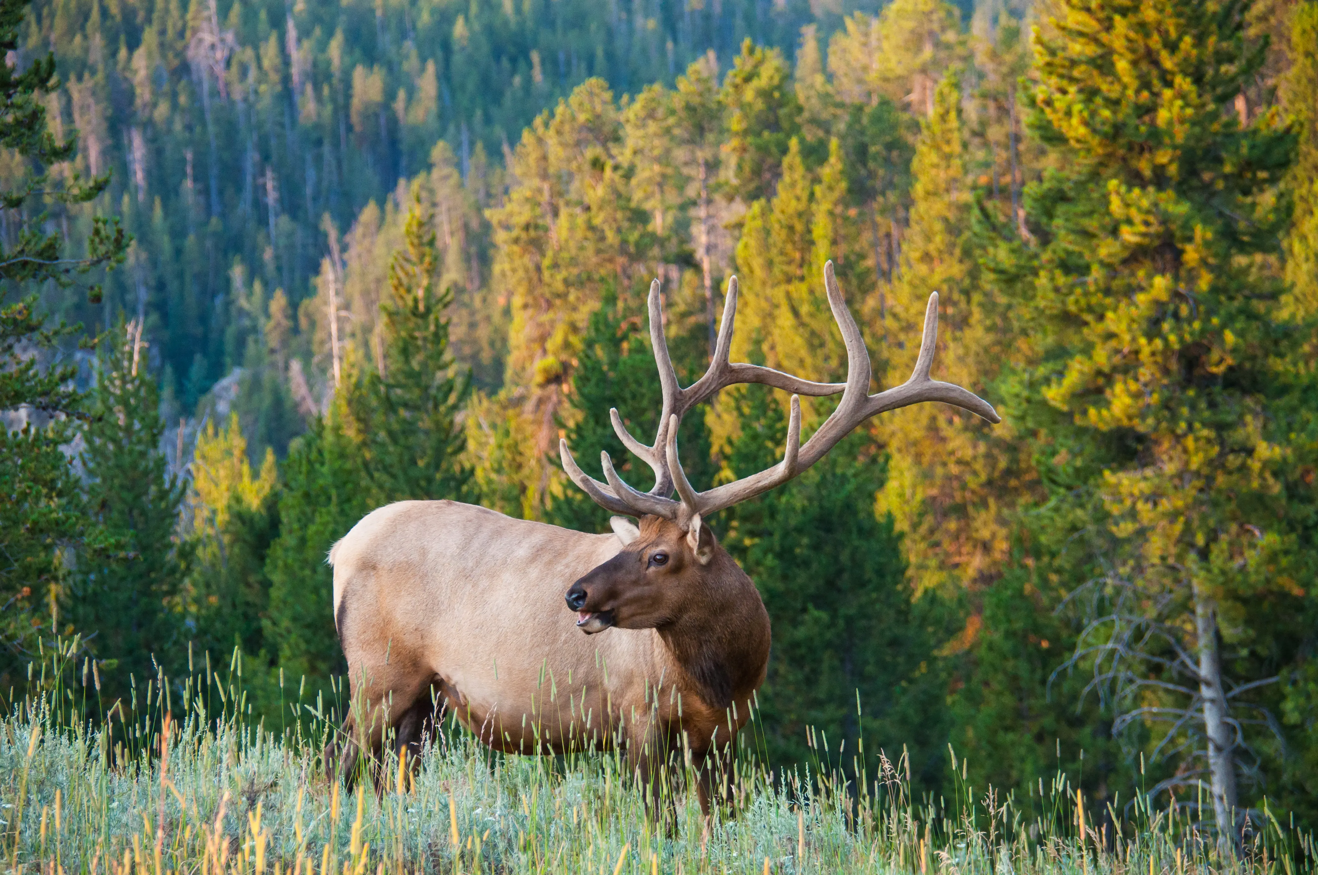 An elk poses on the side of a hill with autumn trees, Montana