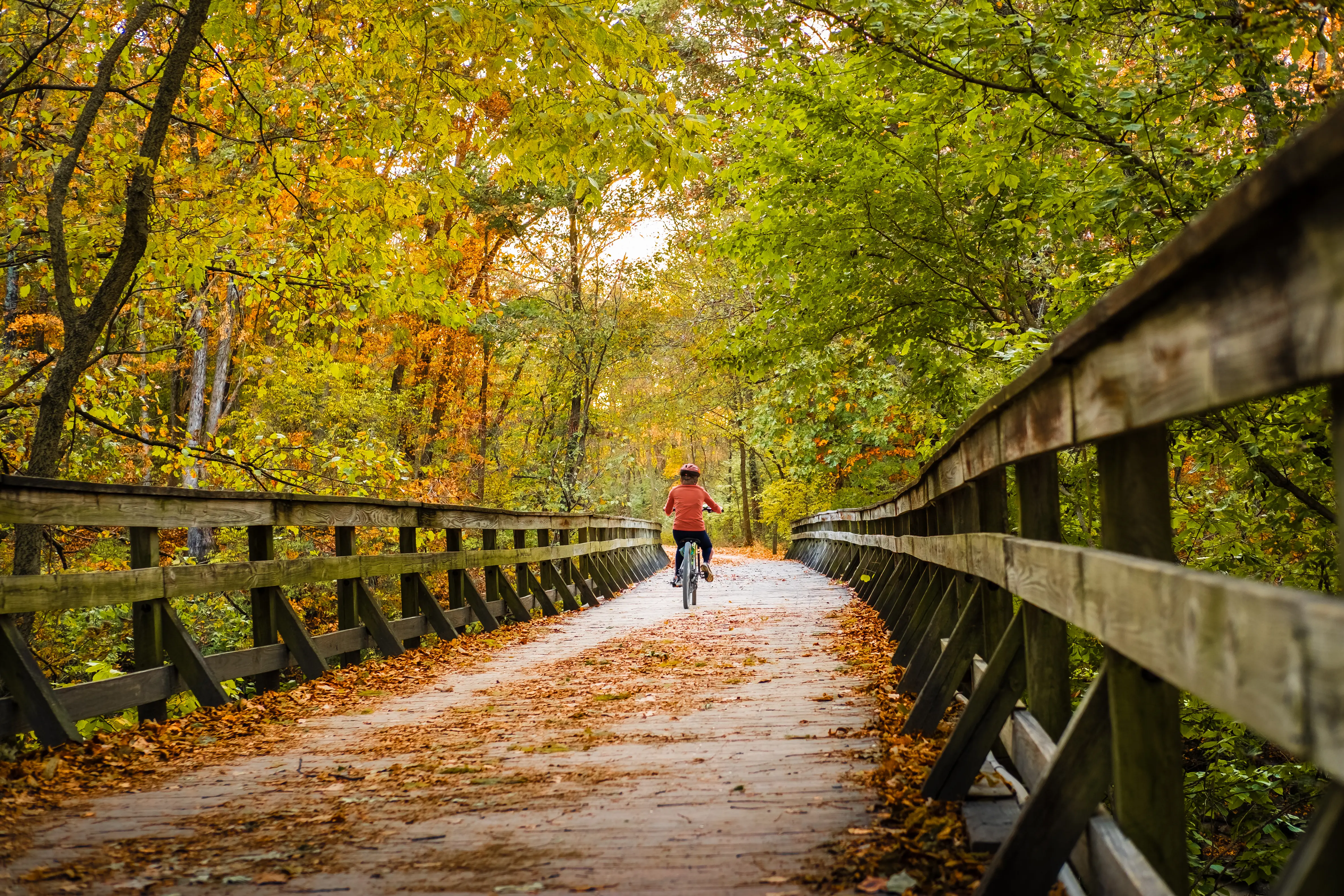 Woman bicycling across wooden bridge in Midwestern park during the fall