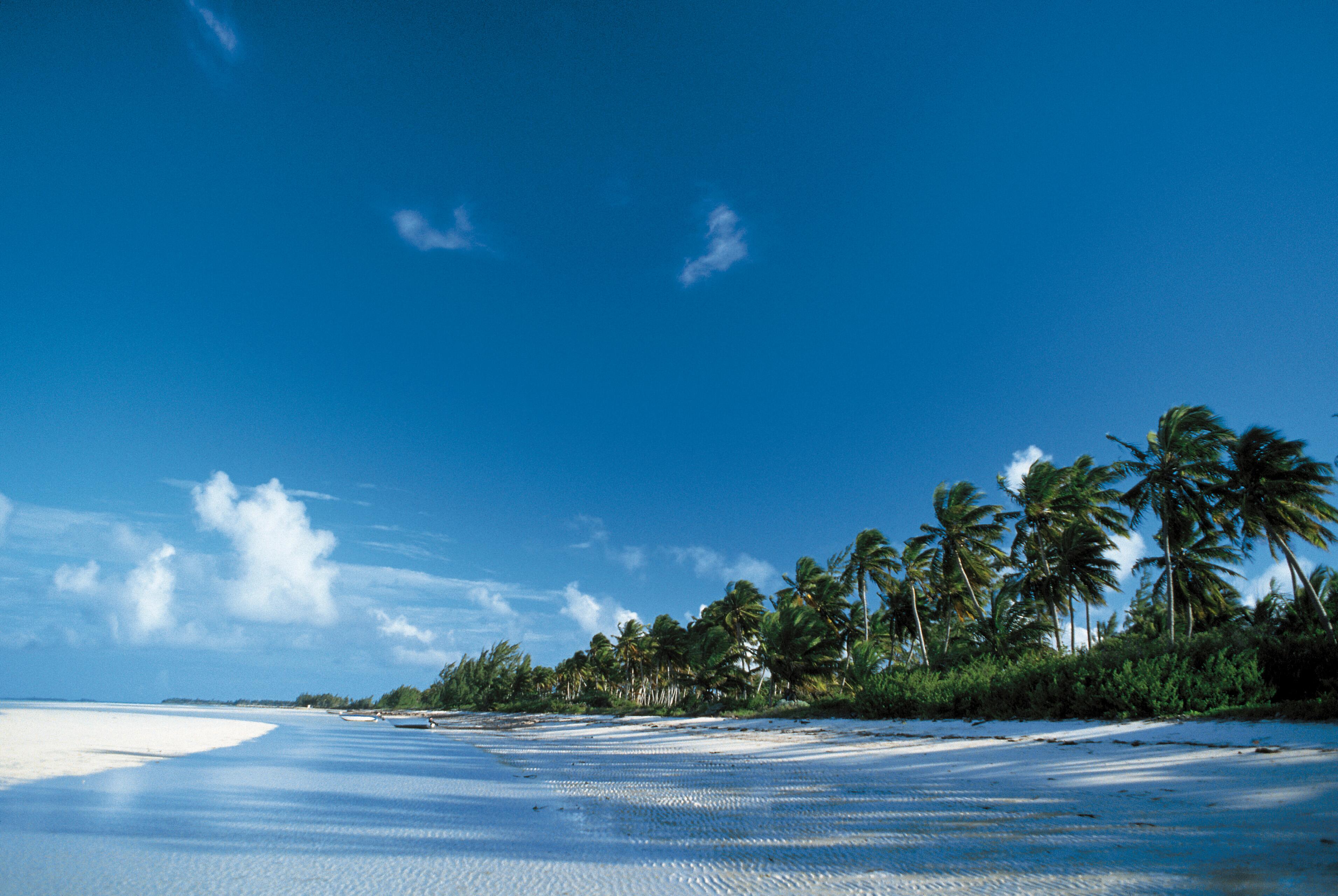 Image of a beach scene of palm trees in Andros, Bahamas.