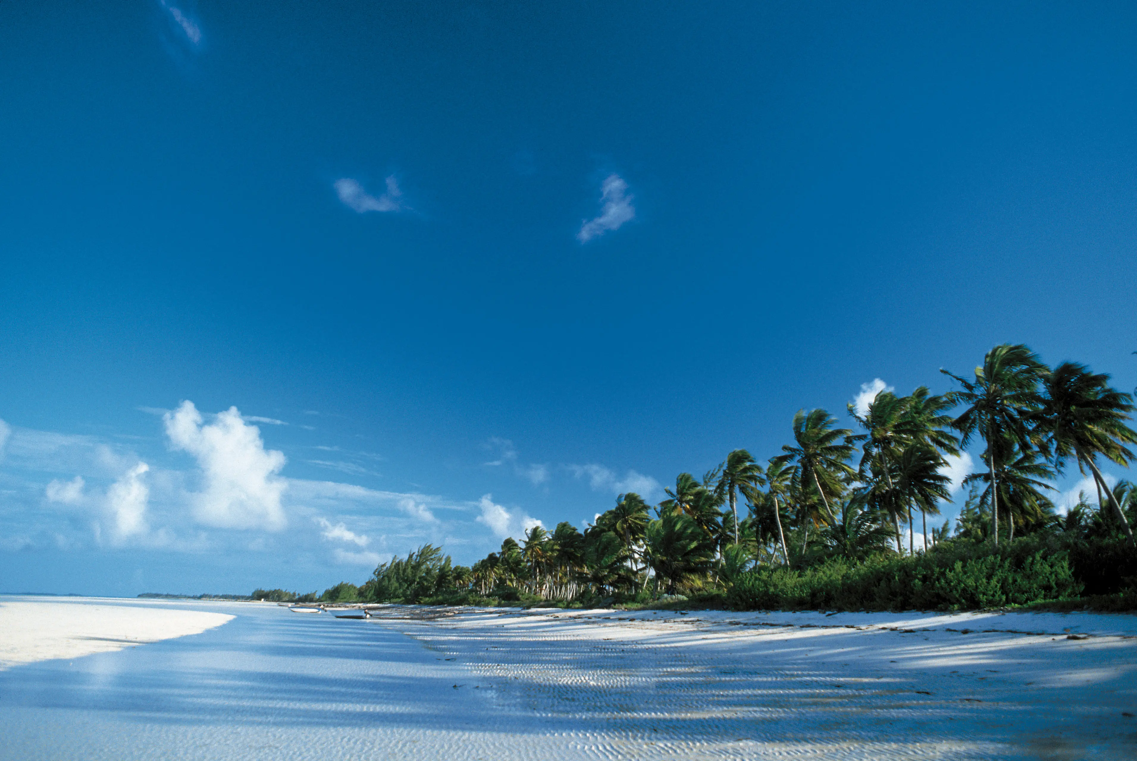 Image of a beach scene of palm trees in Andros, Bahamas.