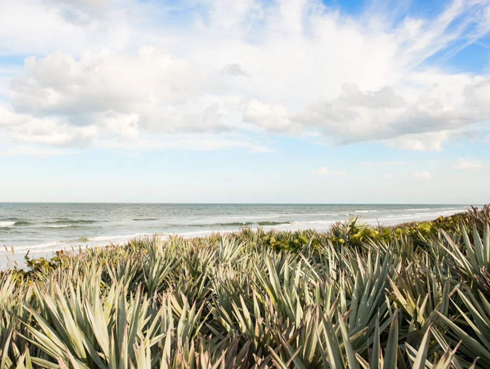 Saw palmetto along an undeveloped shoreline at Canaveral National Seashore.