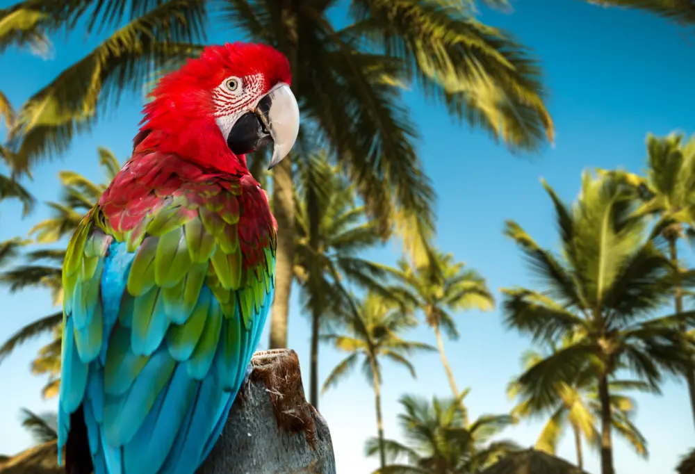 Punta Cana Dominican Republic red macaw parrot