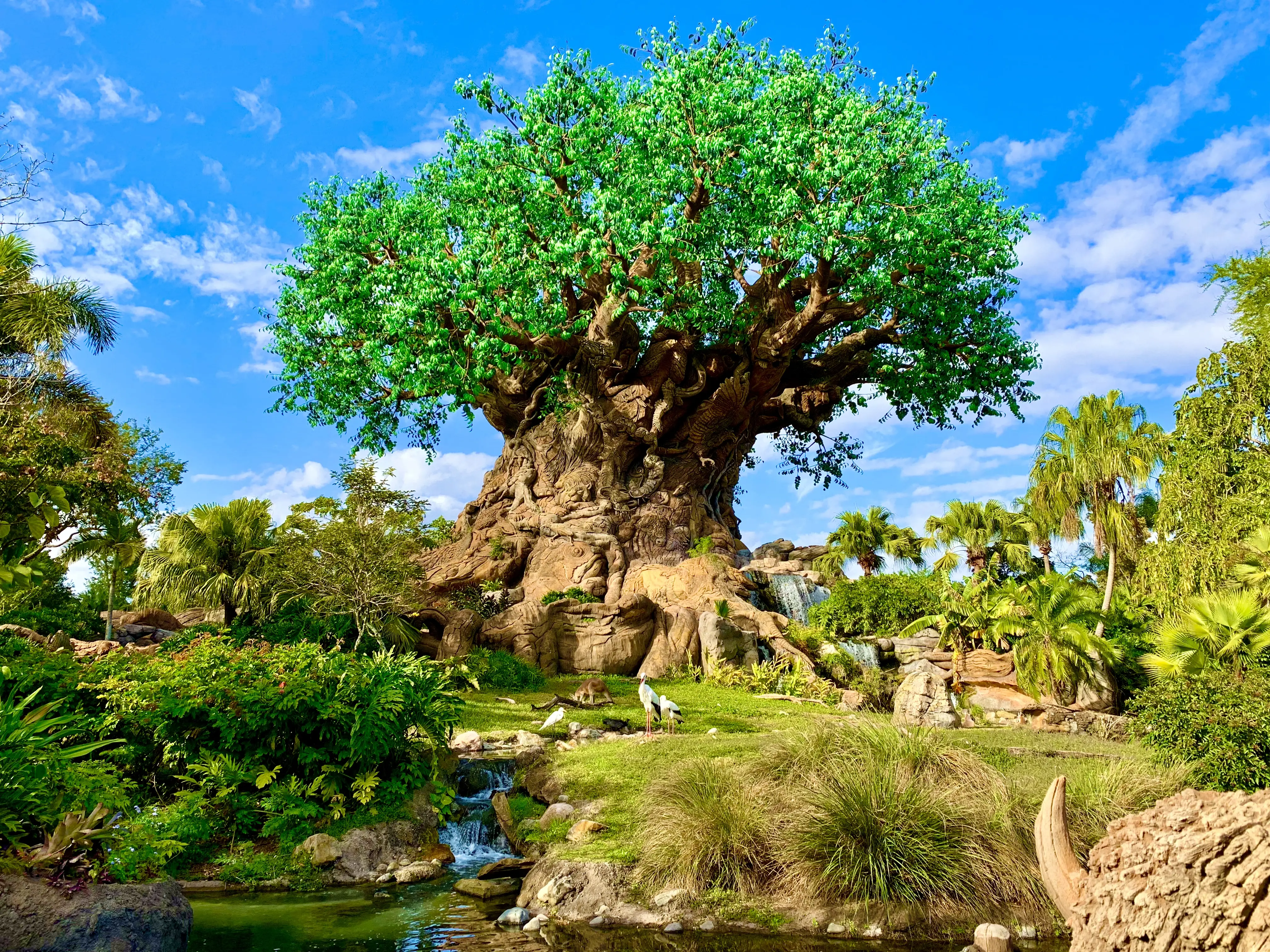 Image of the Tree of Life at Disney's Animal Kingdom theme park.