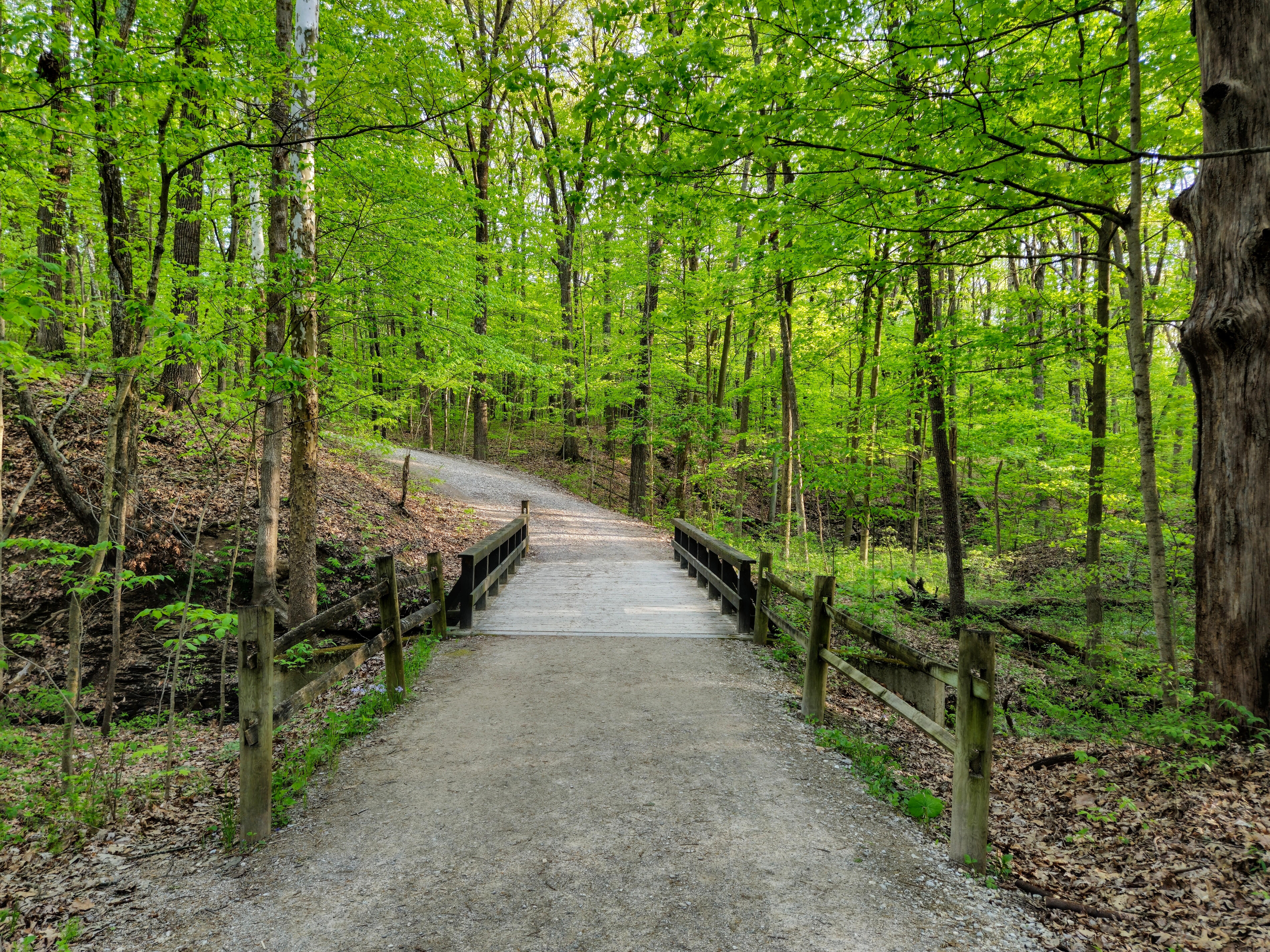 A serene, sunlit footpath with a wooden bridge in the spring woodland of Highbanks Metro Park near Columbus Ohio