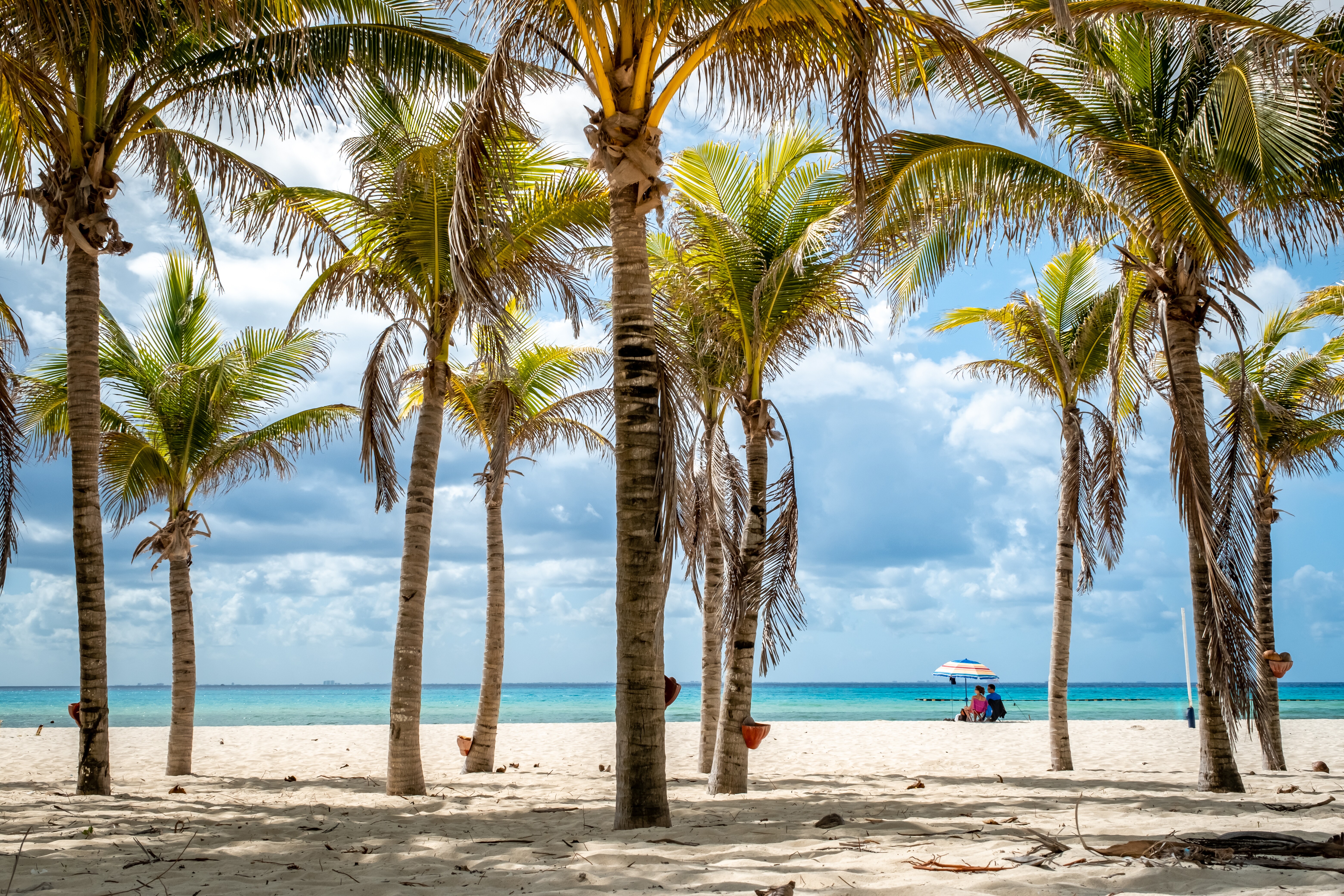 Image of a beach shoreline and trees in Playa Del Carmen.