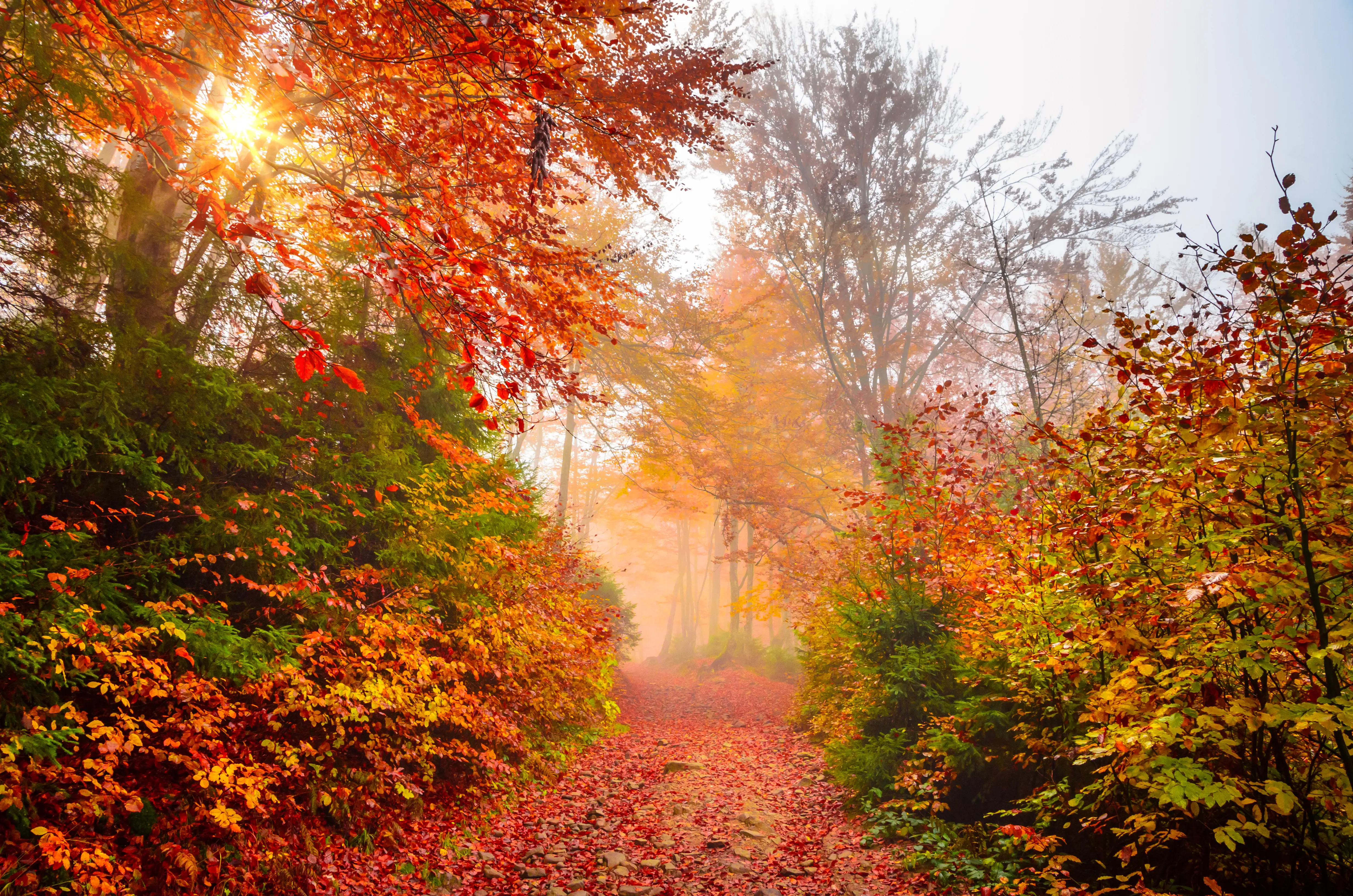 Autumn forest trail with fog and warm light