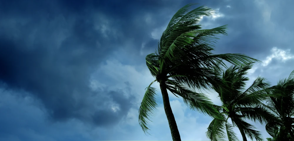 Palm trees blowing in a tropical storm