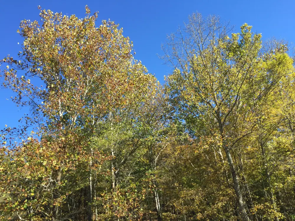 Seeing fall foliage is one of the best things to do in West Virginia.