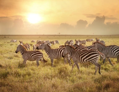 Magical Kenya