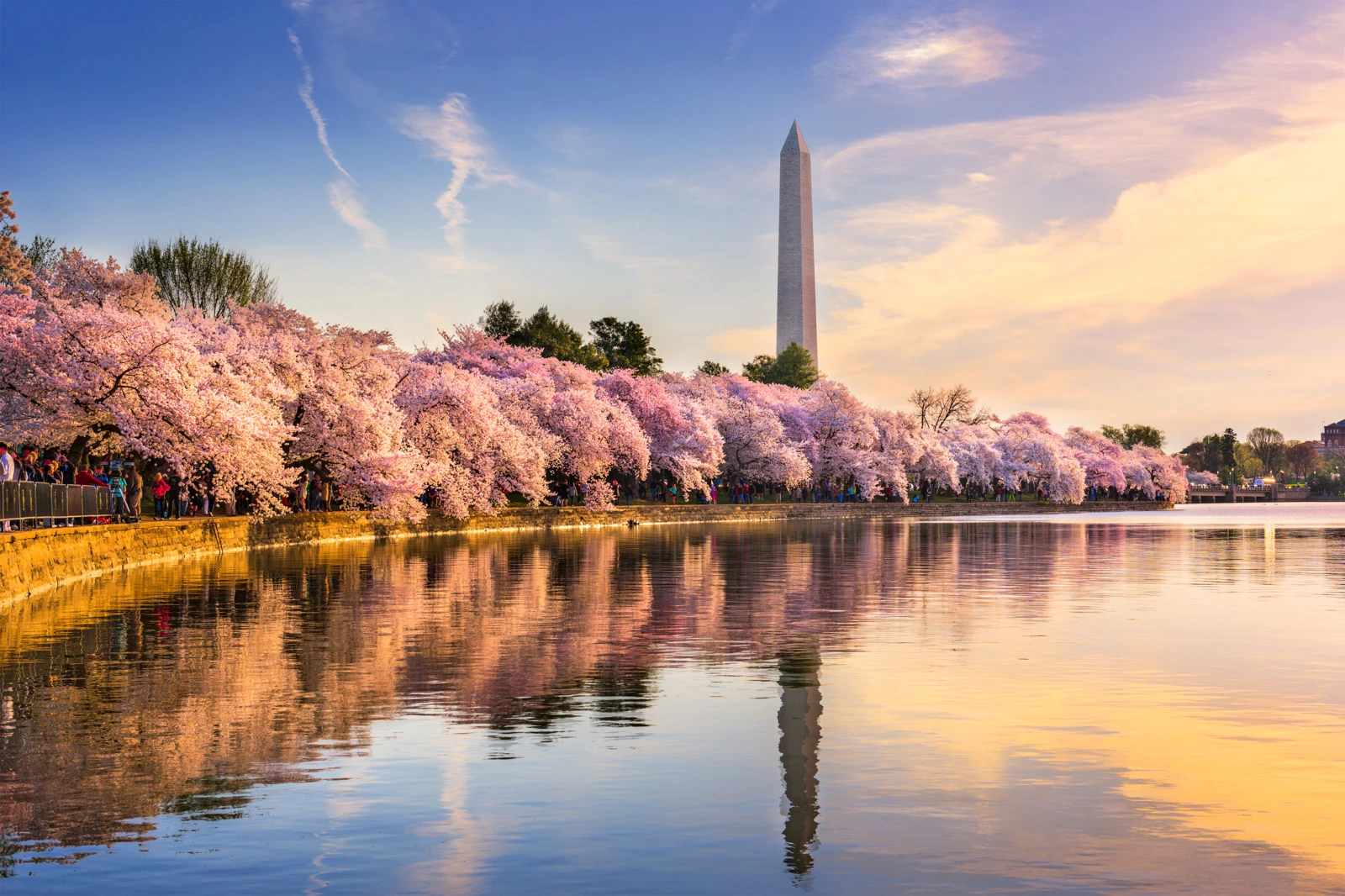 2024 Washington DC Cherry Blossom Peak Bloom Forecasts