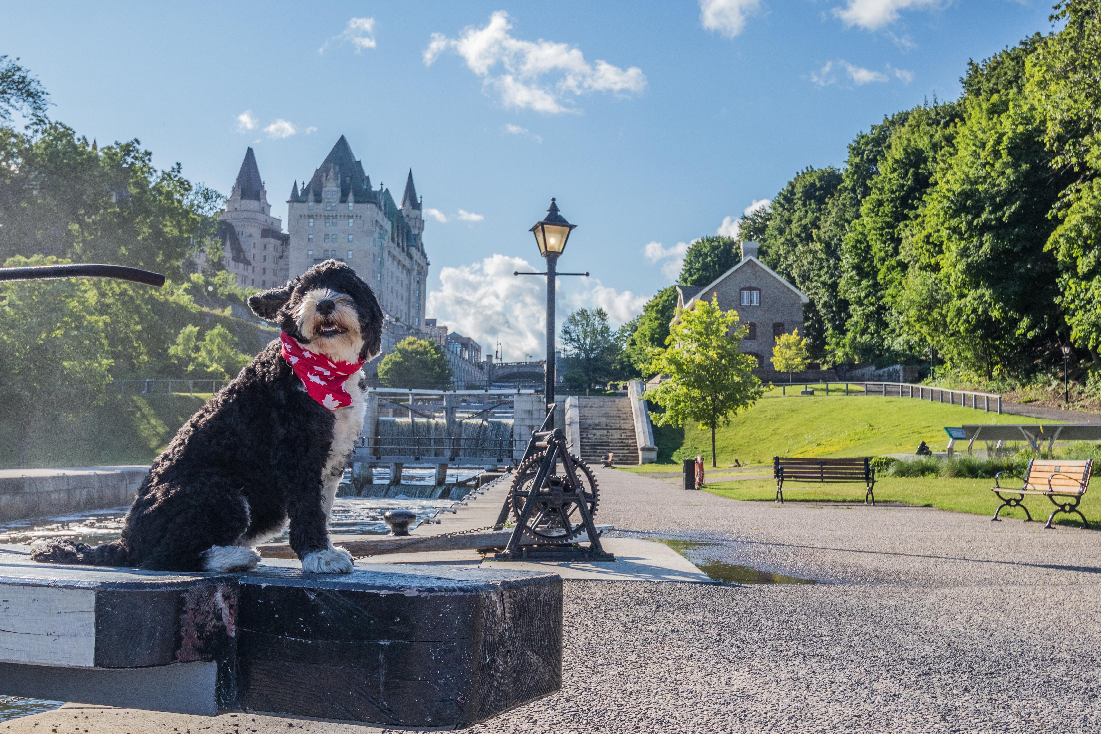 Portuguese Water Dog sitting at the flight locks in Ottawa, Ontario on the historic Rideau Canal