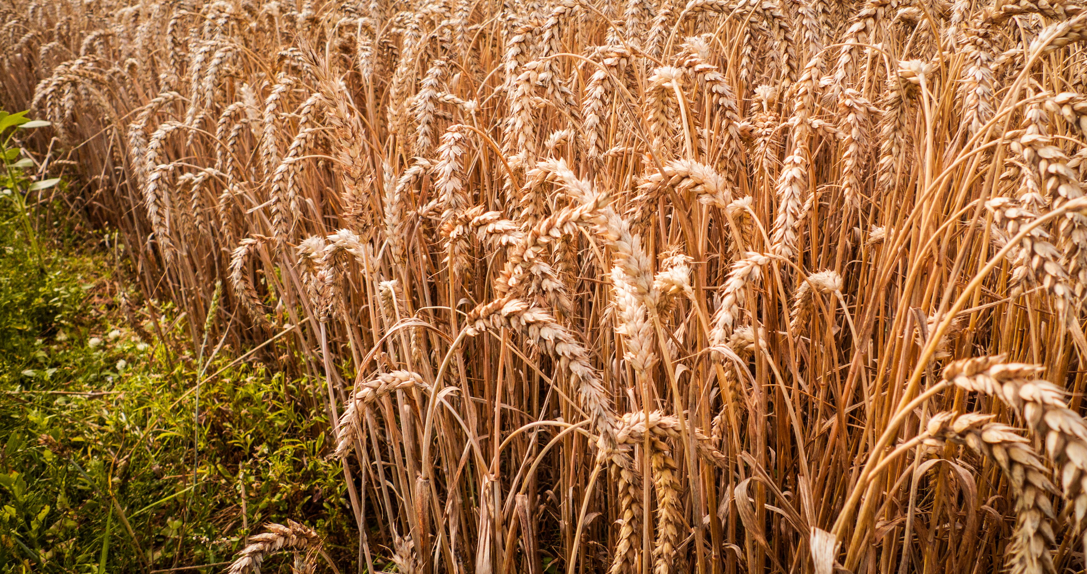 Minnesota Grains Scenic Highway Road Trip